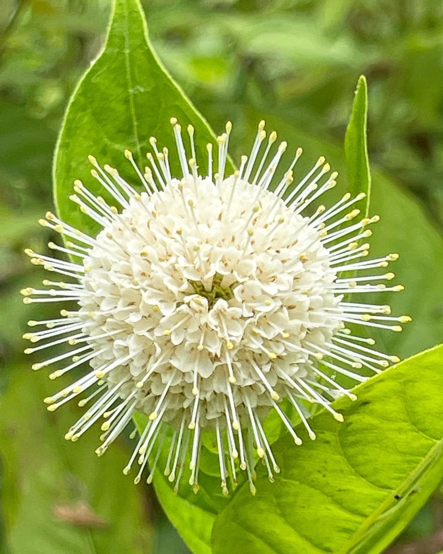 Close-up of a spherical white flower with numerous long, thin stamens, surrounded by green leaves.