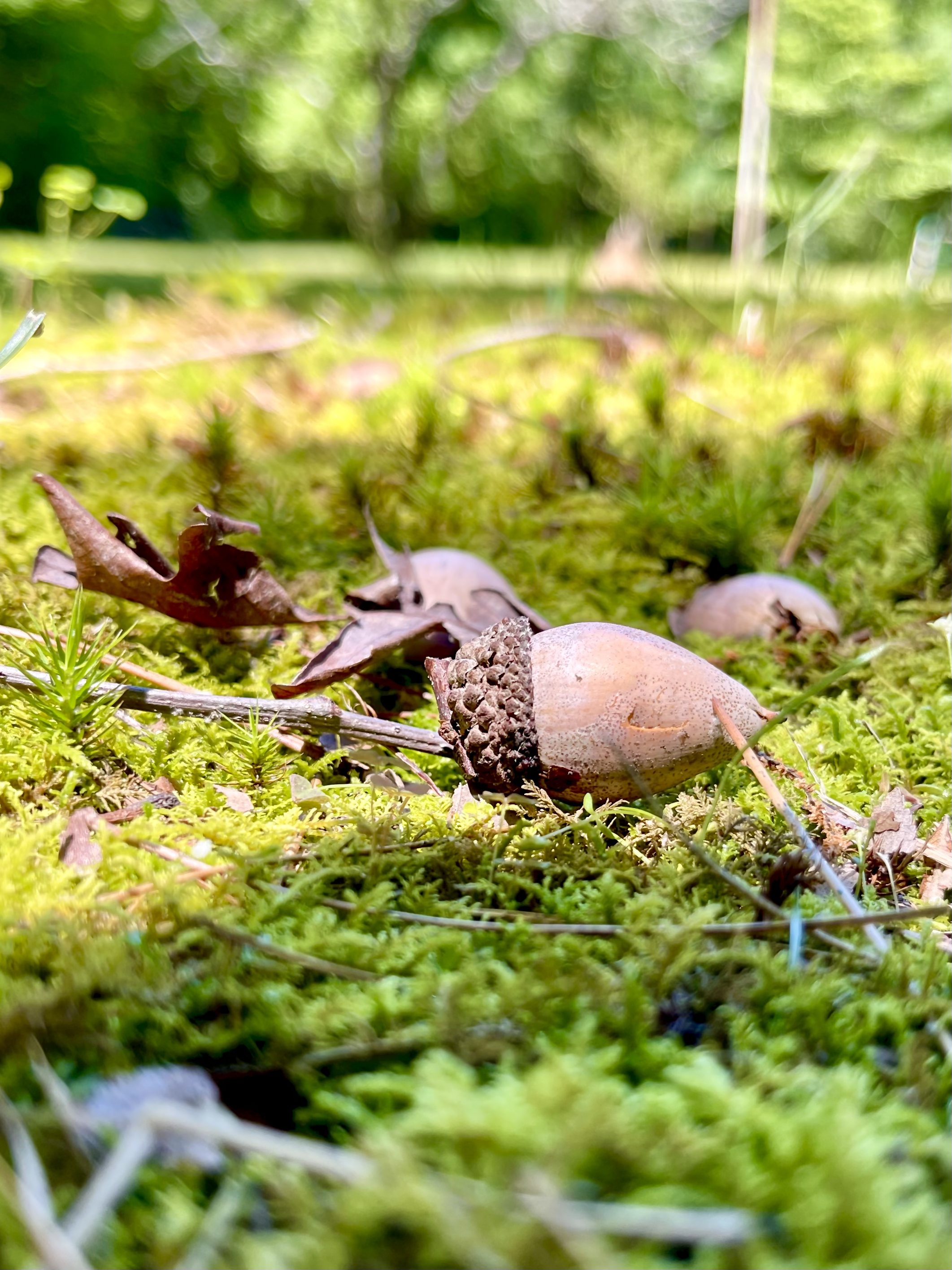 Close-up of acorns, fallen leaves, and moss on the ground in a green, outdoor setting.