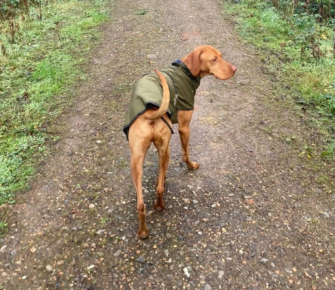 A dog wearing a green jacket standing on a gravel path surrounded by greenery.