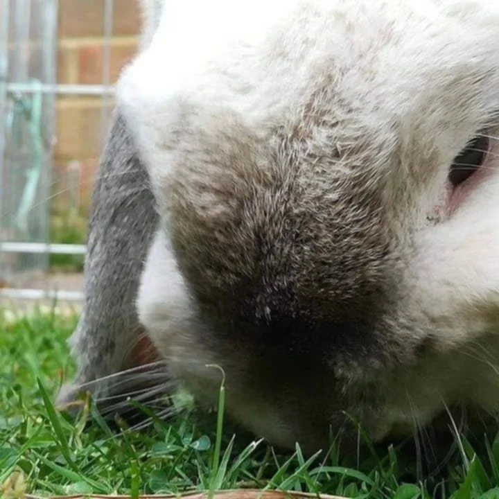 Close-up of a rabbit sniffing grass outdoors.