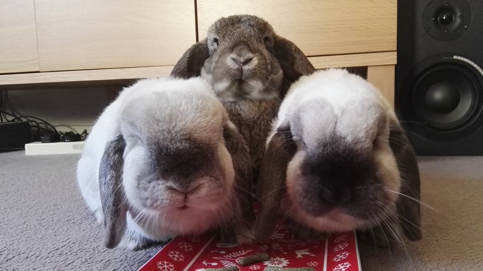 Three adorable baby rabbits sitting together on a red holiday-themed mat inside a room.