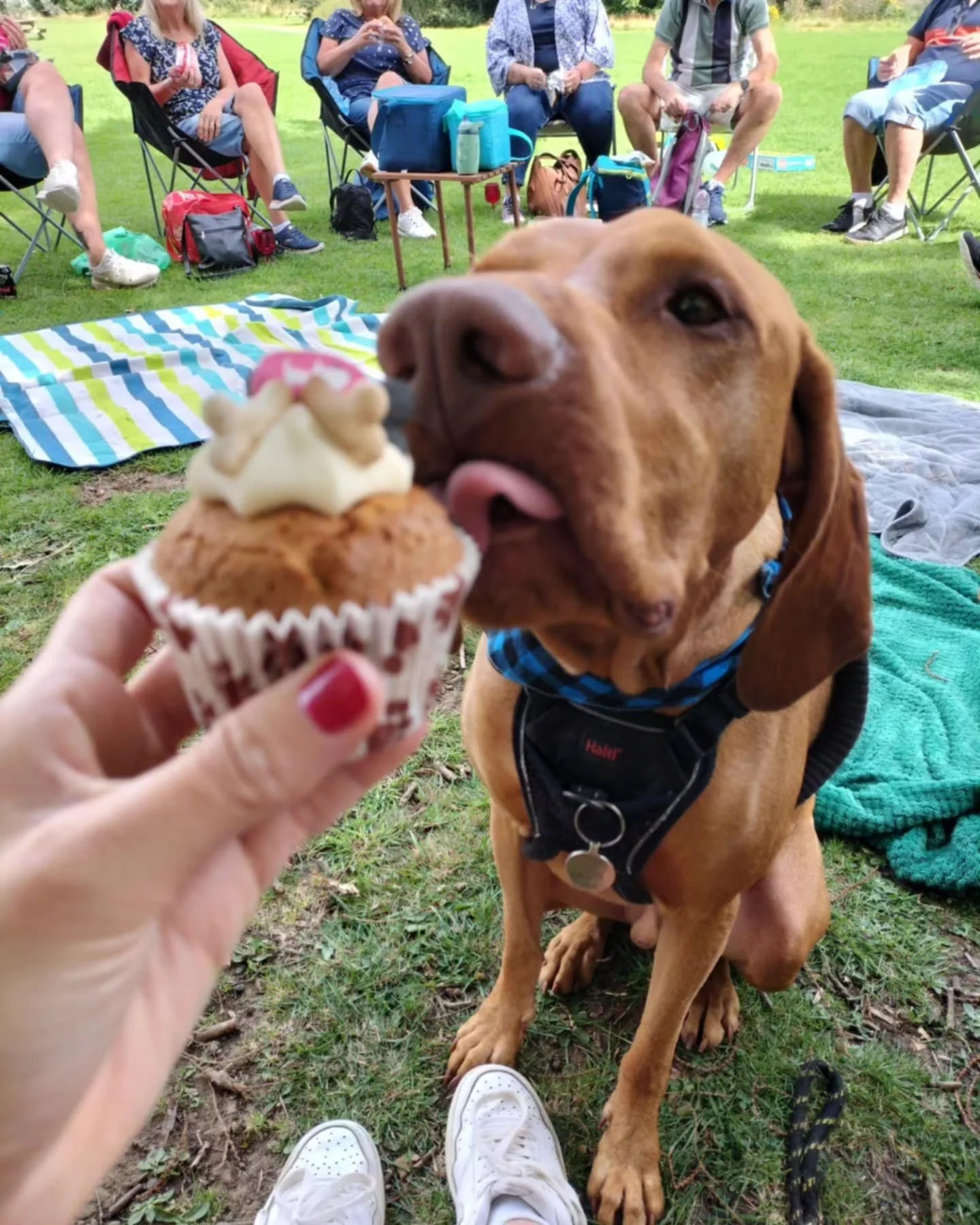 A dog licking a cupcake held by a person with red nail polish at an outdoor gathering. In the background, people are sitting on chairs with a blanket and backpacks on the grass, enjoying a sunny day.
