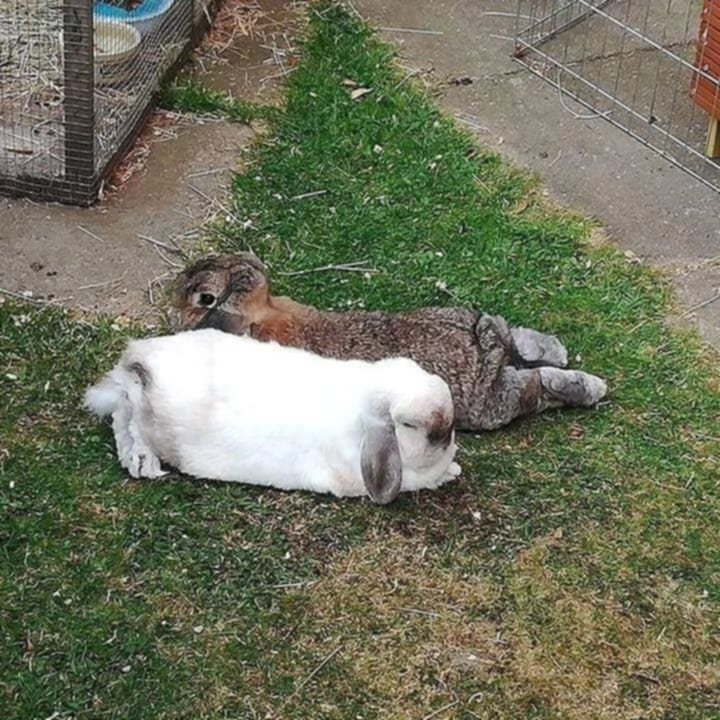 A brown and gray rabbit lying on a patch of grass and dirt. A white rabbit with gray ears is lying next to it, both resting on the ground outside near a fenced area.