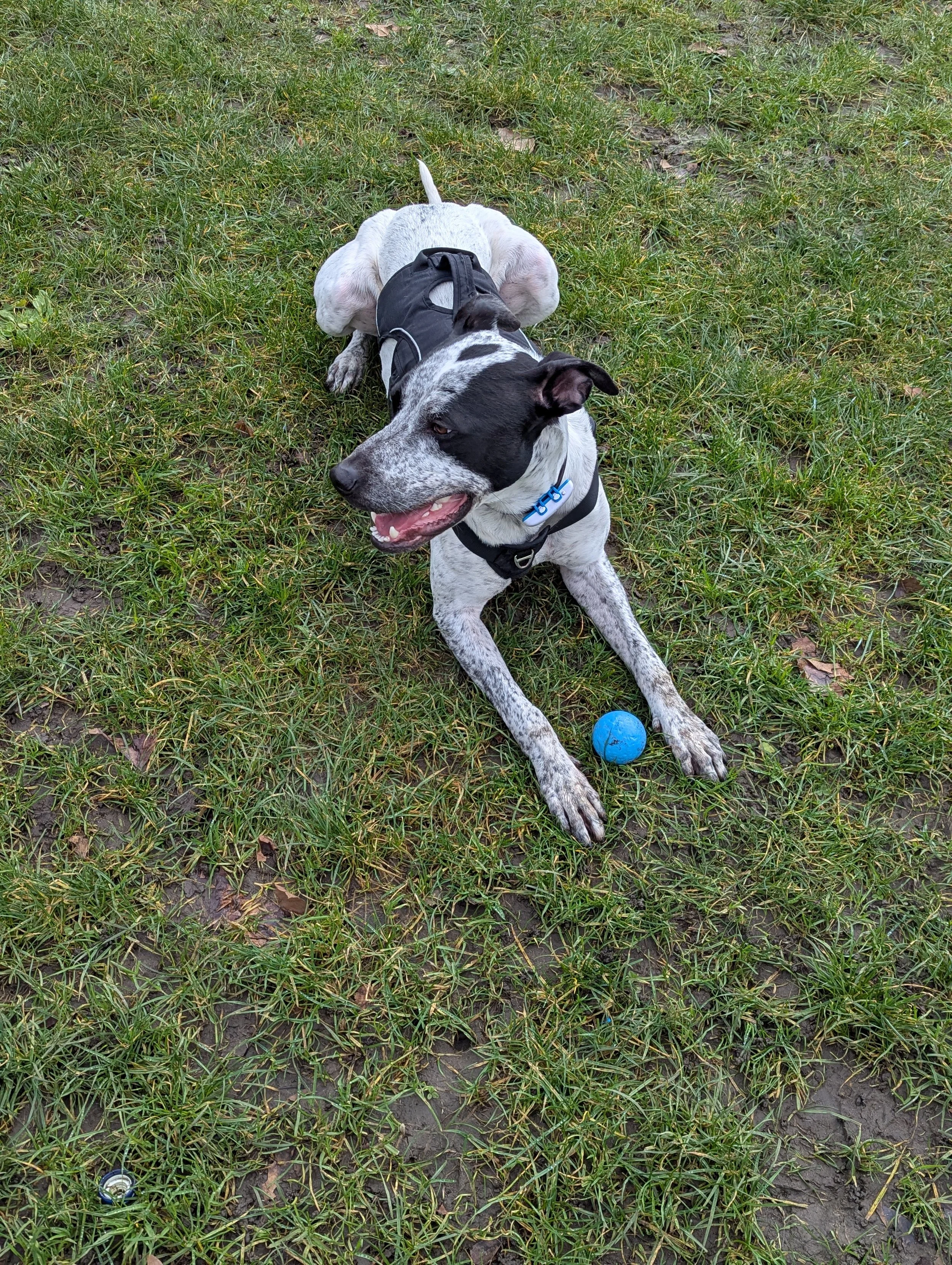 Two dogs lying on grass with a blue ball nearby. One dog is black and white with a short coat, wearing a harness, and the other is mostly white with light markings, wearing a vest.