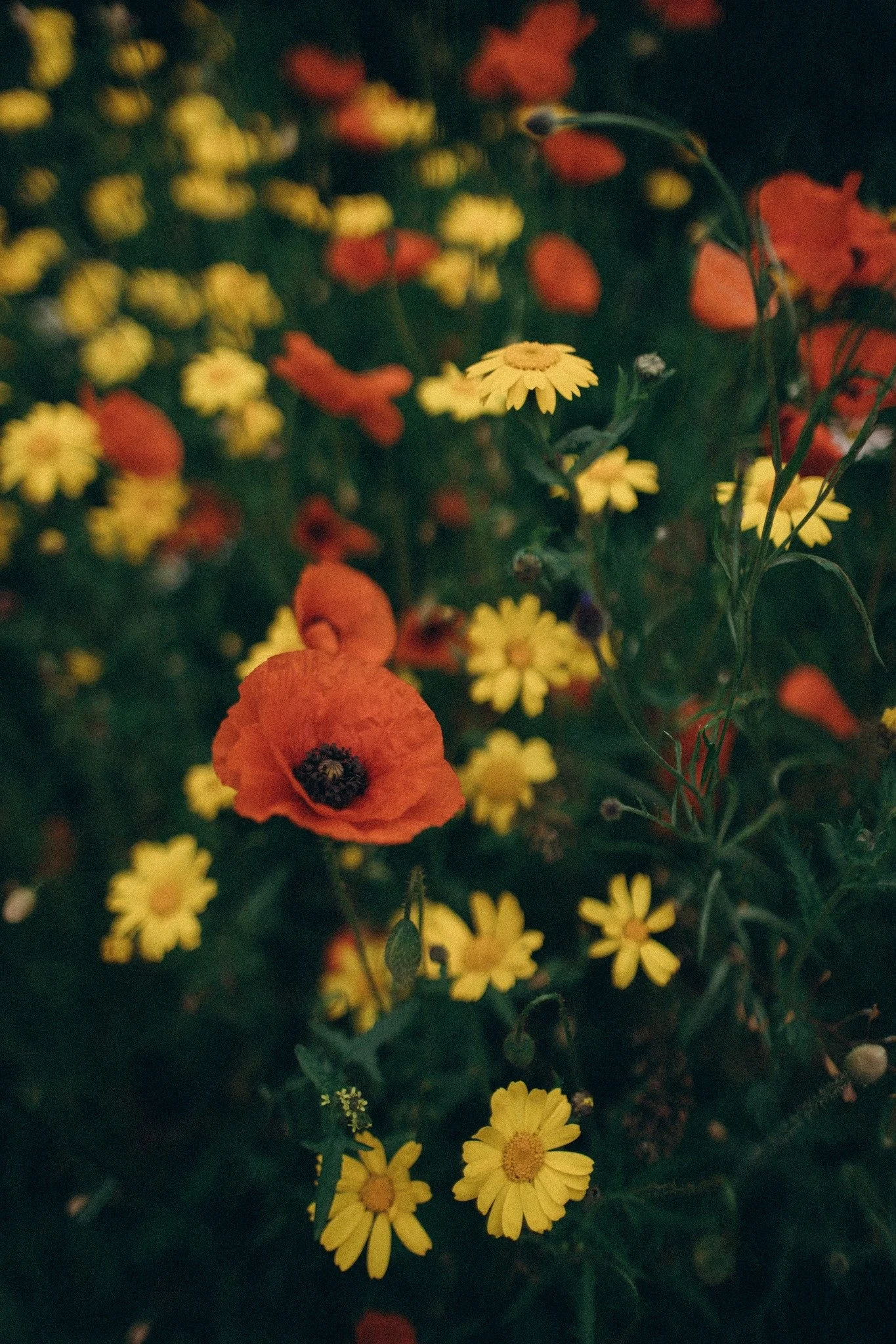 Close-up of yellow and orange flowers in a garden.