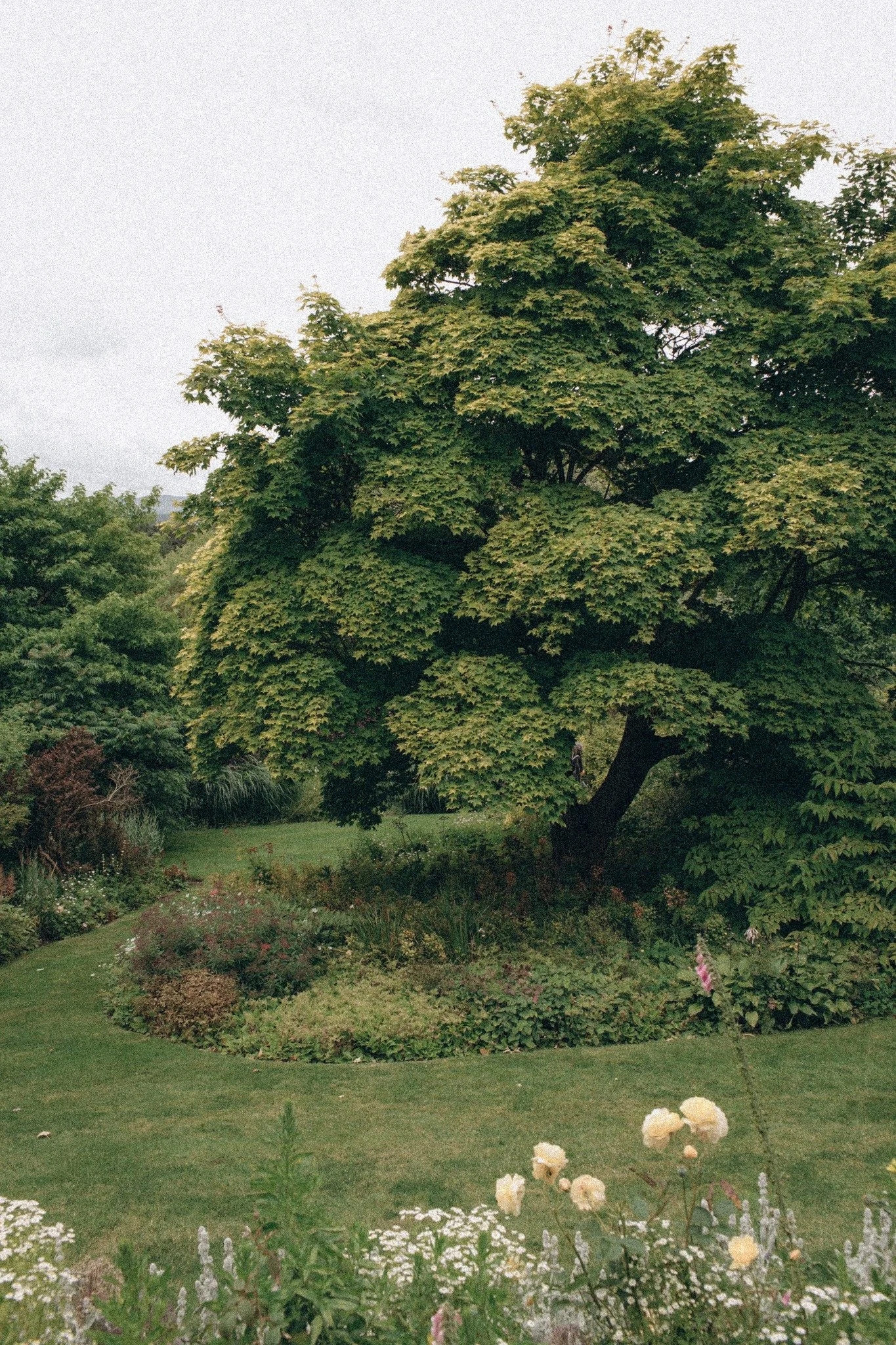 Lush green garden with large tree, various smaller bushes, colorful flowers, and a well-maintained grassy area.