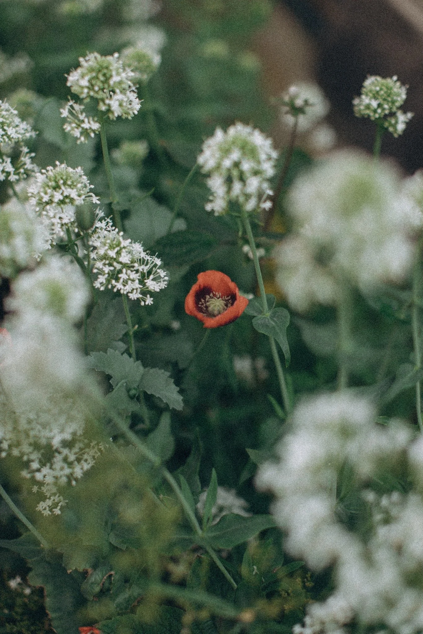 A small red poppy flower among white blooming flowers and green leaves.