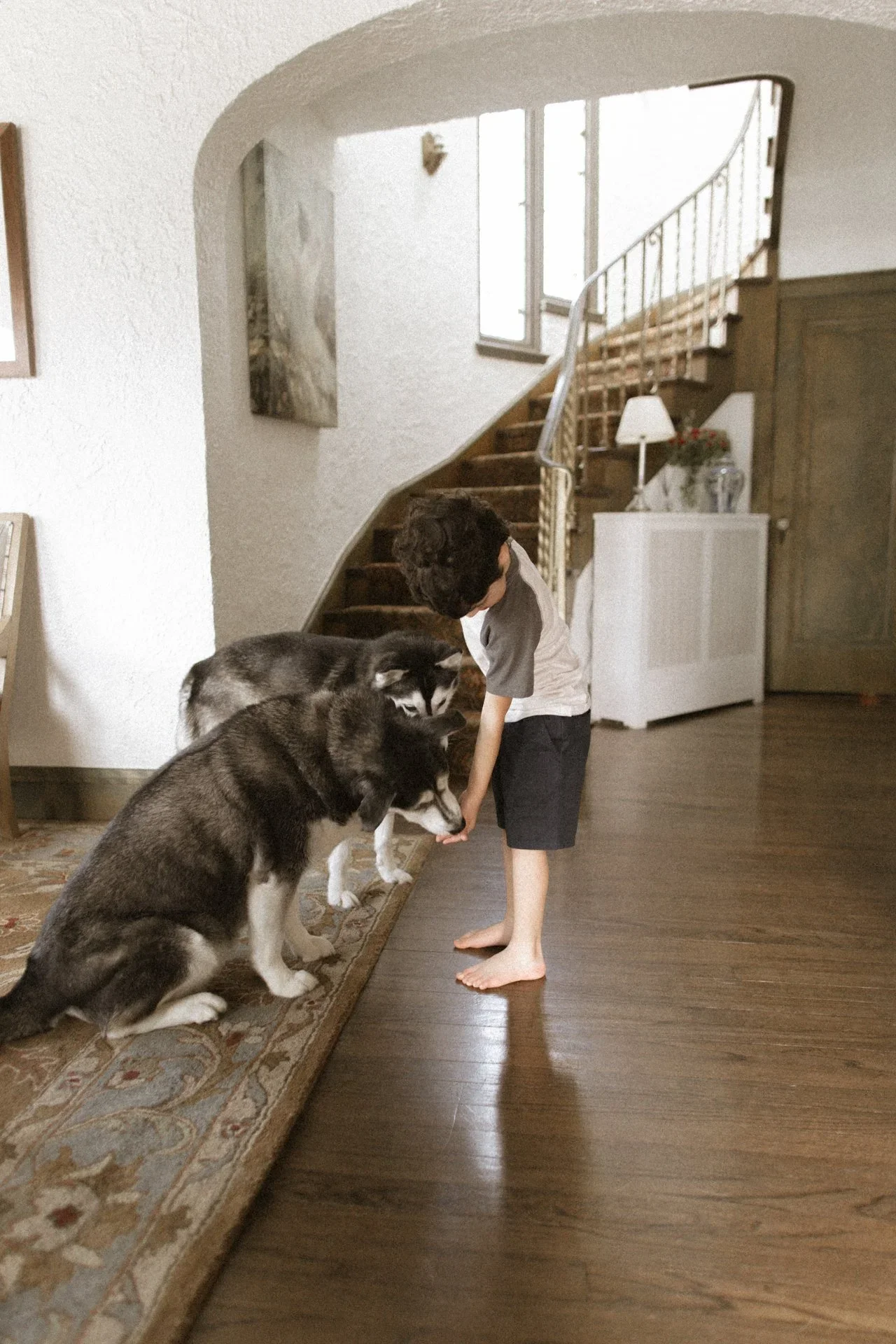 A young boy with dark curly hair, wearing a white T-shirt with gray sleeves and black shorts, standing barefoot on a wooden floor, interacting with three Siberian Huskies by a low staircase in a cozy home interior.