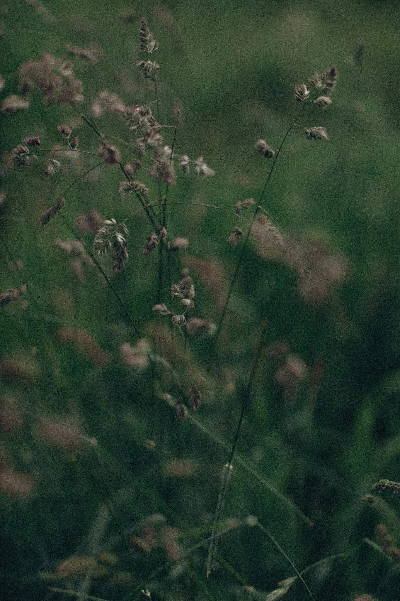 Close-up of wild grass or plants with seed heads, set against a blurred green background.
