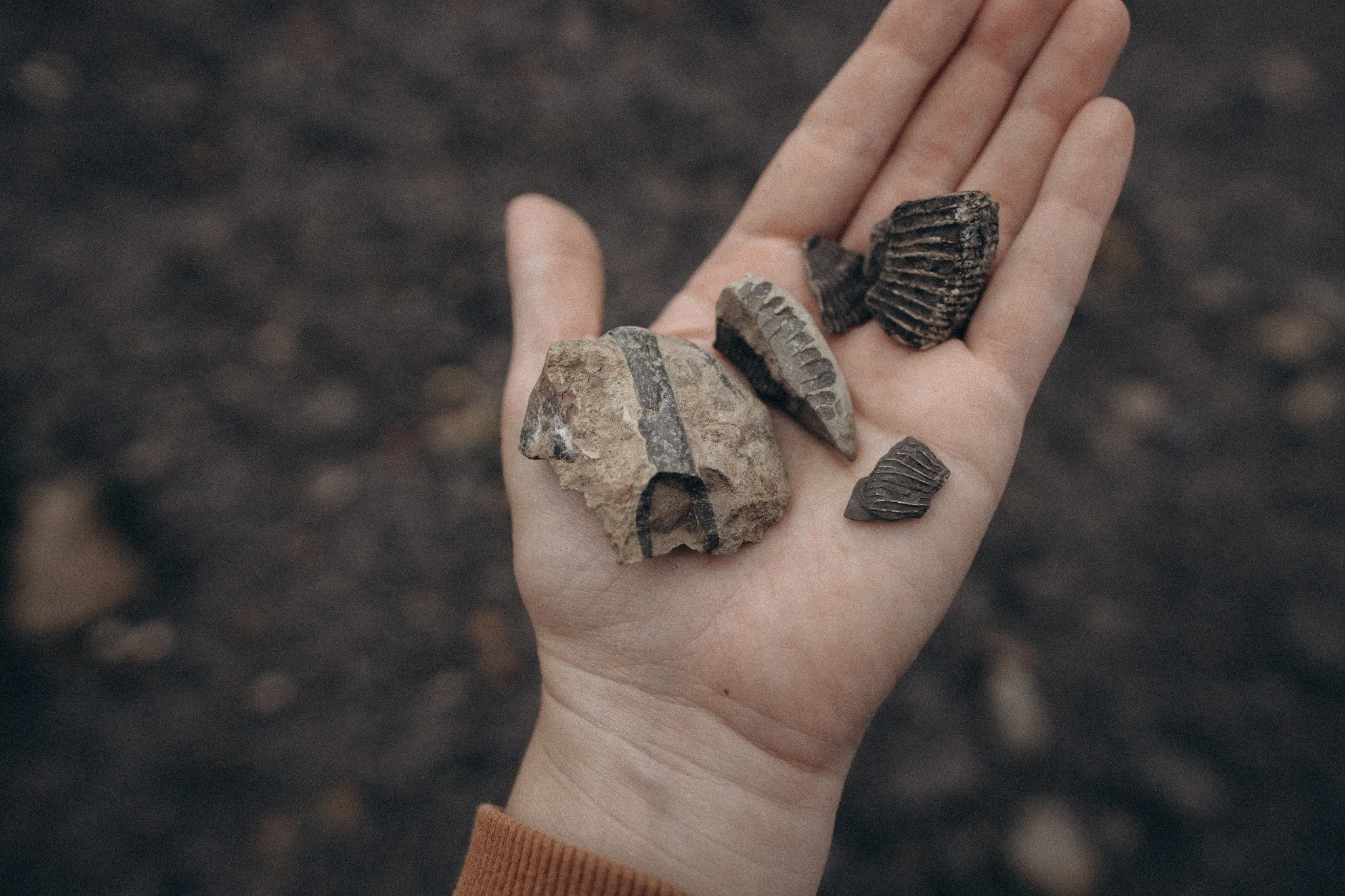 A person's hand holding five fossilized rocks with ribbed and striped patterns, set against a dark, blurred background.