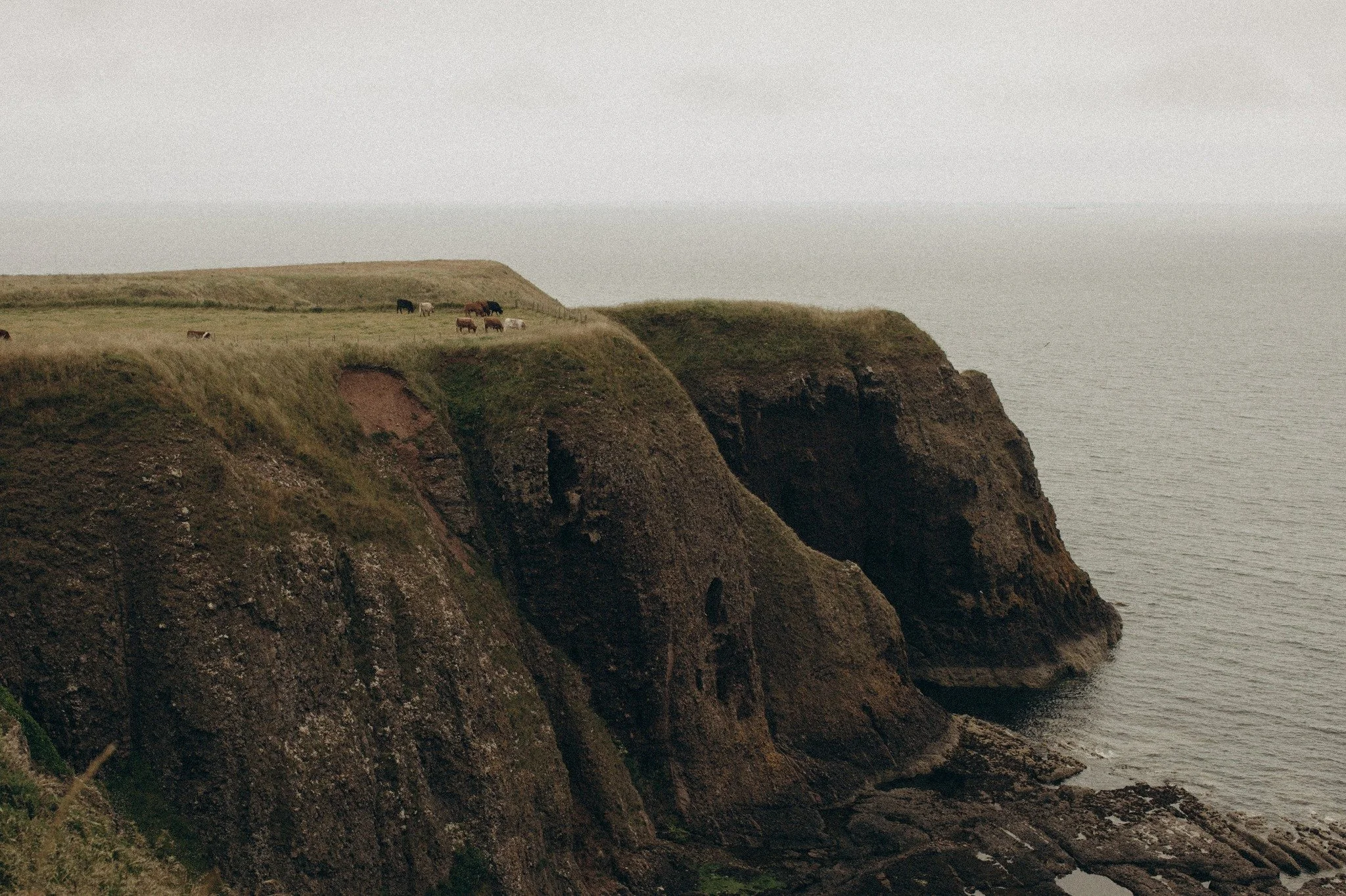 Cliffs along the coast with grass-covered tops and cows grazing, overlooking the ocean on a cloudy day.