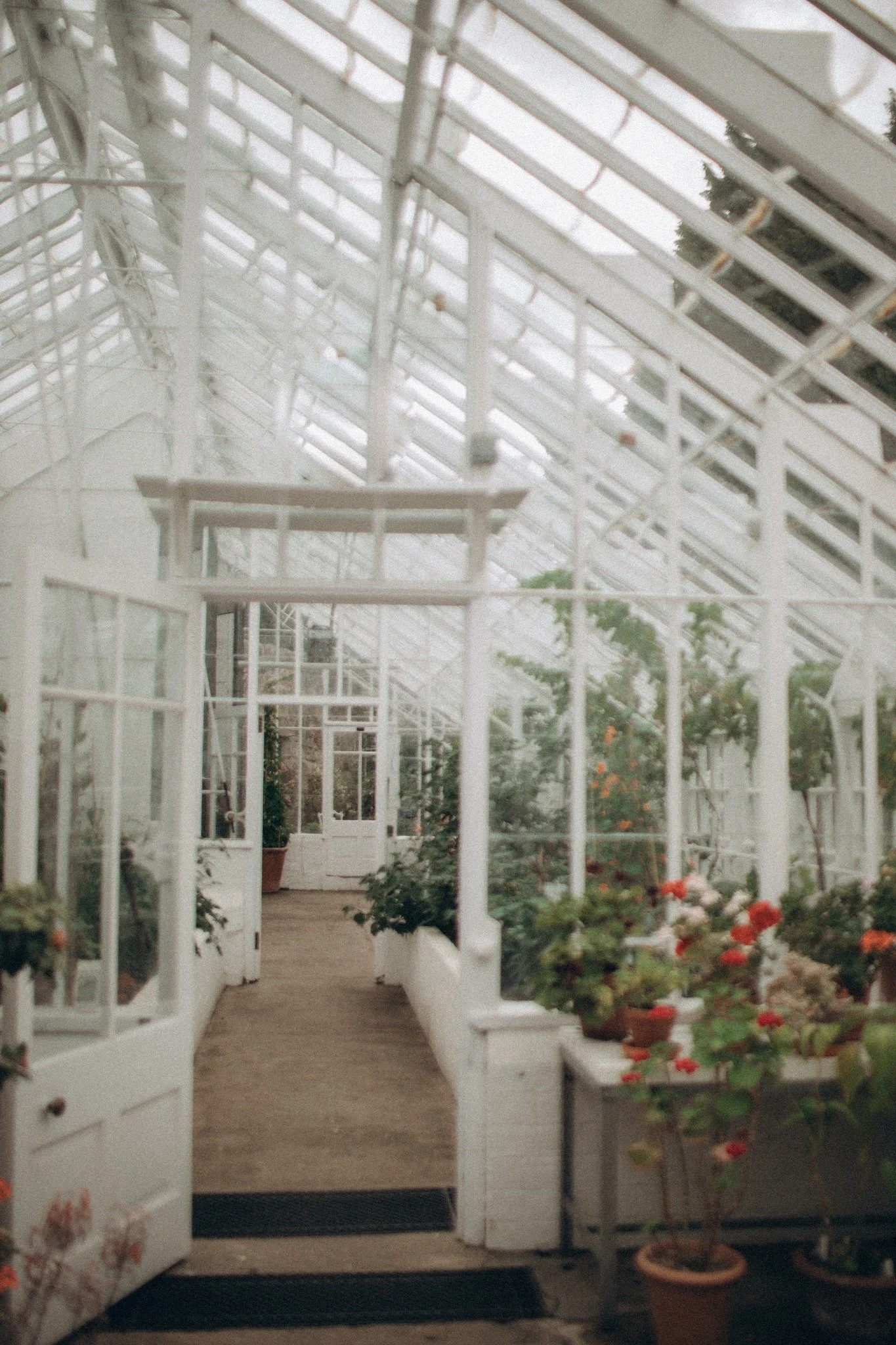 Inside a bright white greenhouse filled with lush green plants and colorful flowers.