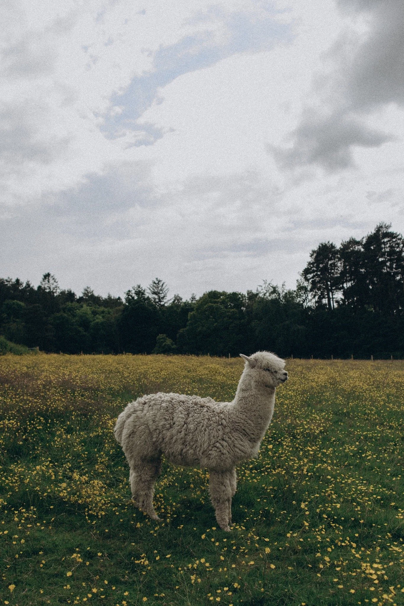 A white alpaca standing in a field of yellow flowers with trees in the background and a cloudy sky above.