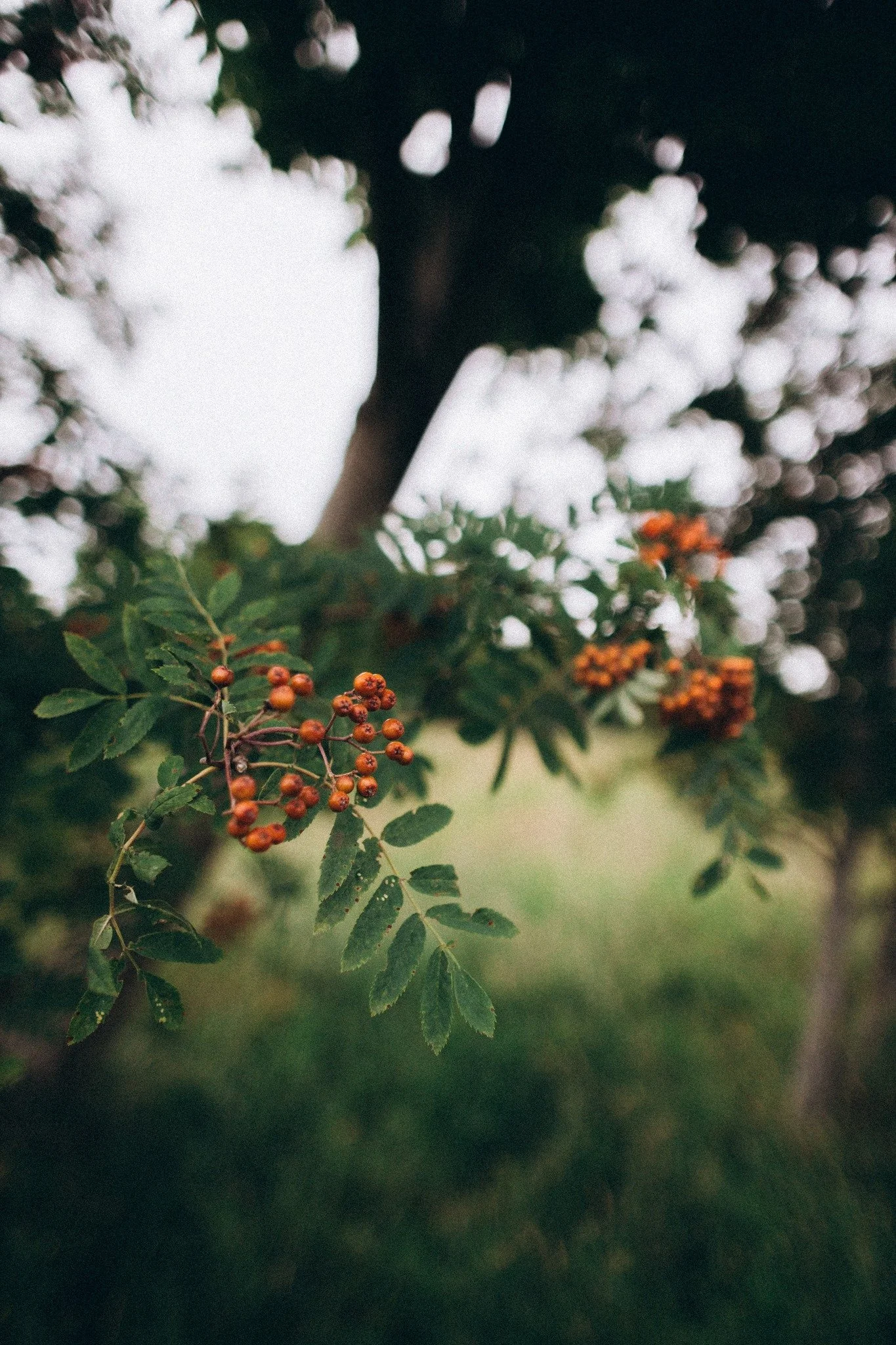 Close-up of a branch with orange-red berries and green leaves, with a blurred tree trunk and sky in the background.