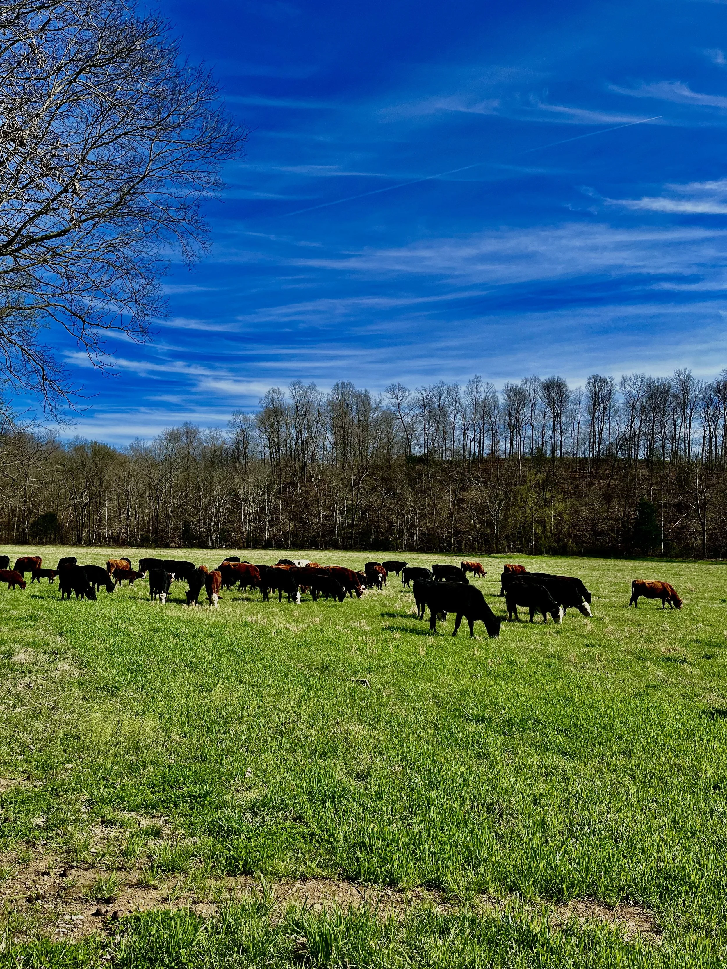 Hadyn Smith Farm Smith Family Farm | Beef | Pork | Chicken | Lamb| Eggs | Canned Goods ...
