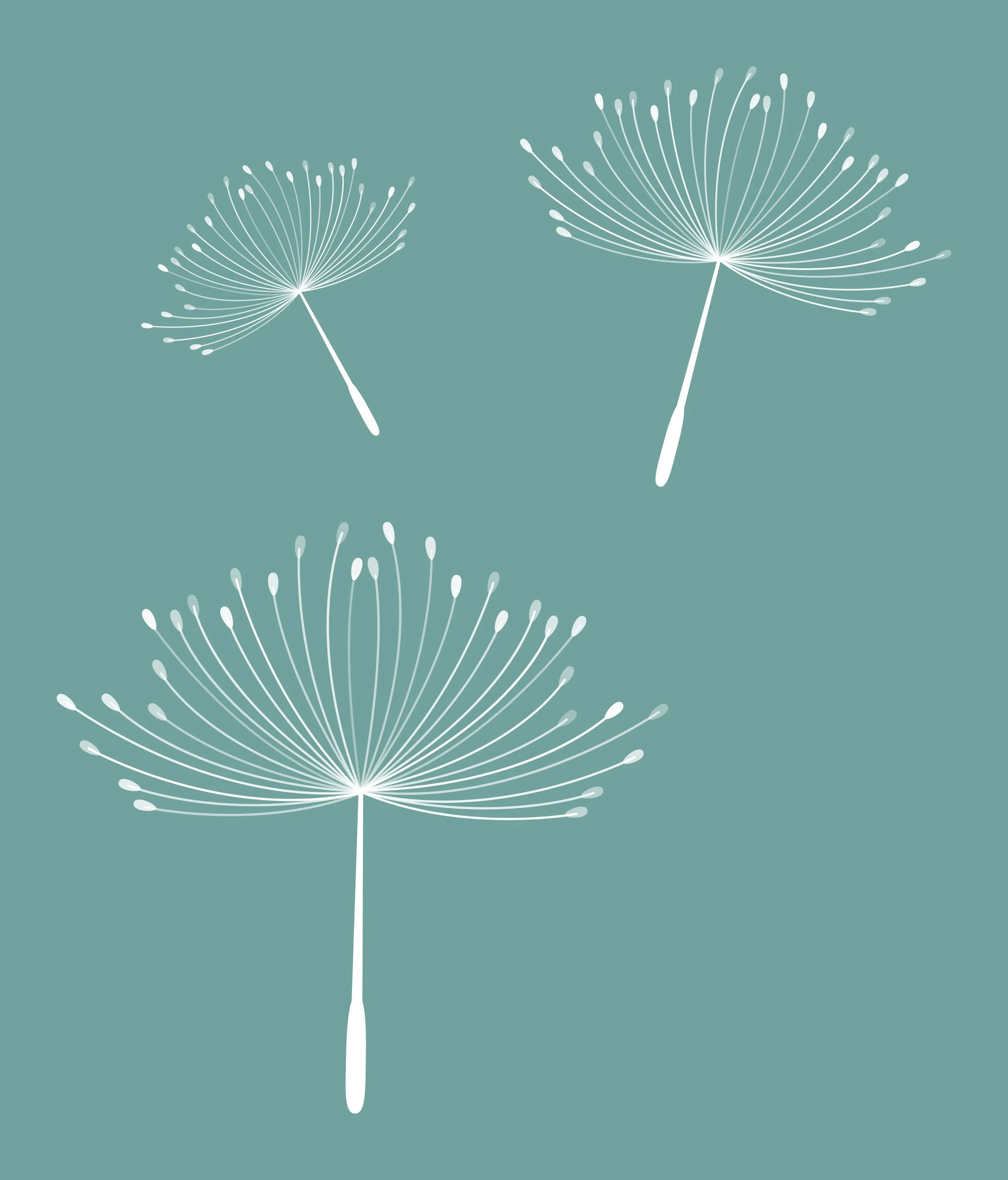 Simple digital illustration of four white dandelions on a teal background.