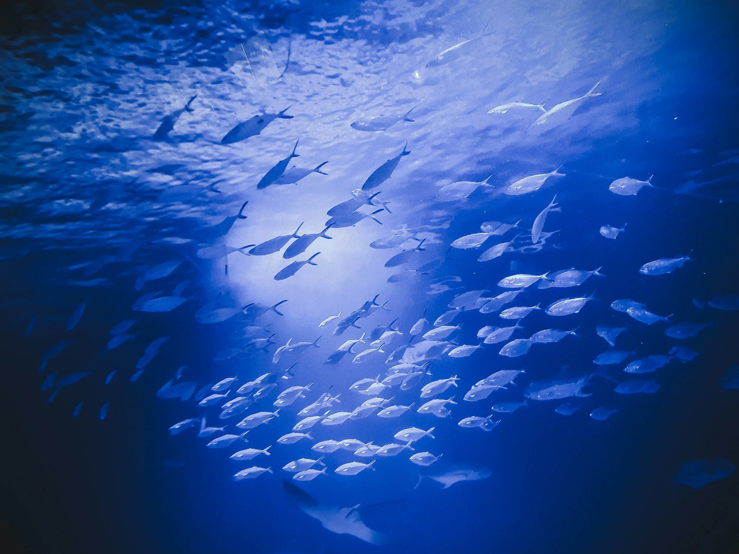 School of fish swimming underwater with blue light filtering through the water.