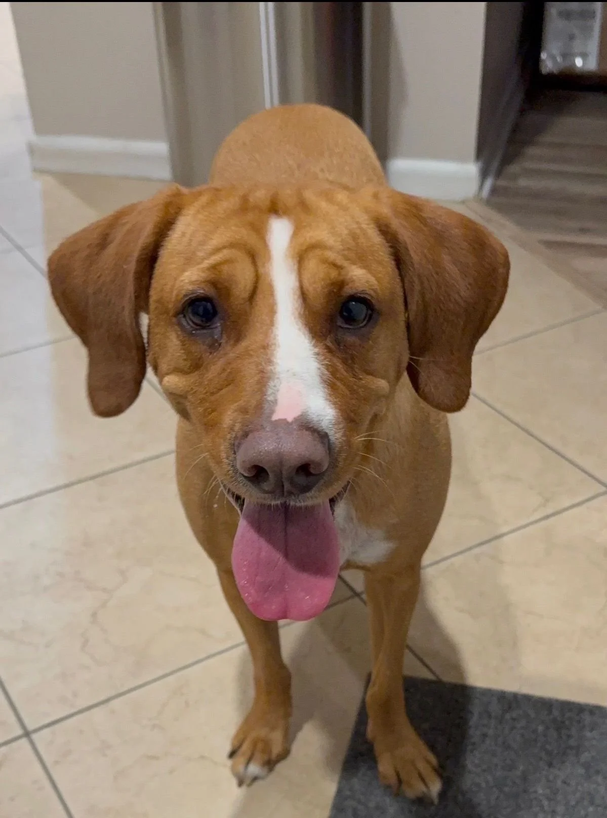 A happy, brown dog with a white stripe on its face, standing indoors on a tile floor, panting with its tongue out.