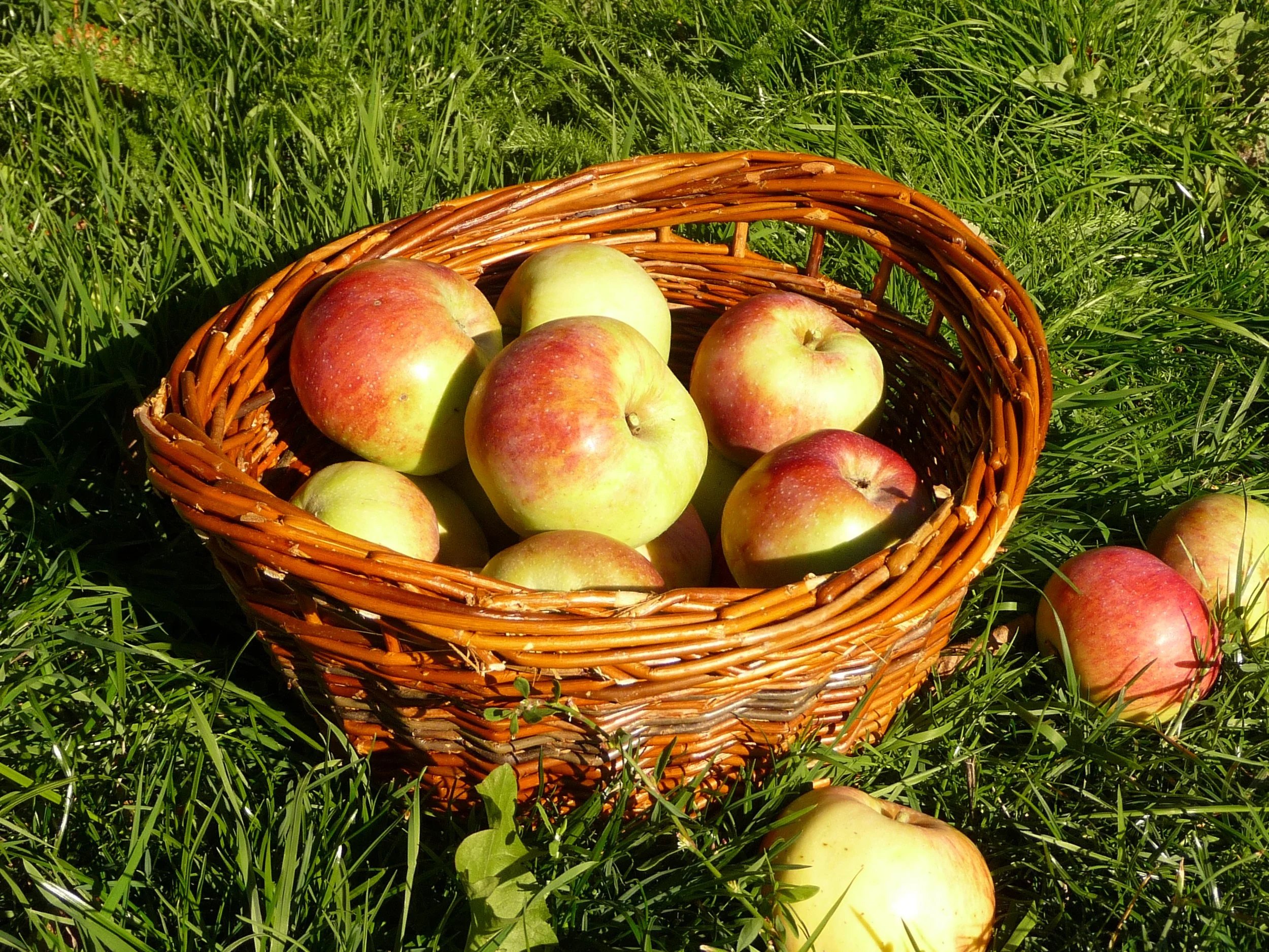 corbeille pommes.JPG