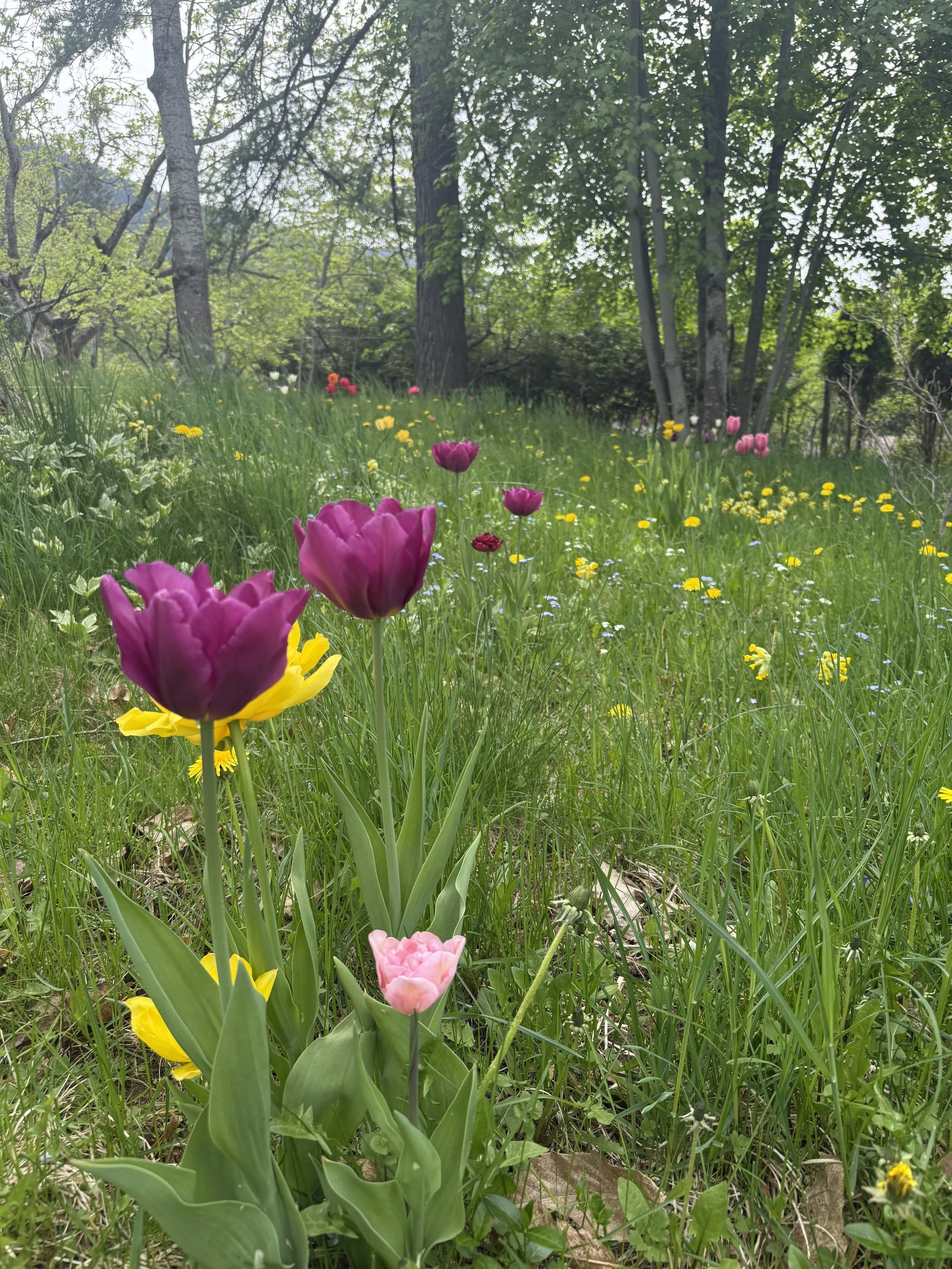 IMG_6504.jpeg
