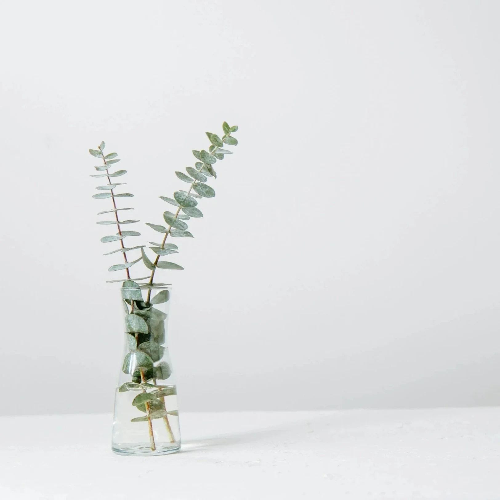 A small sprig of eucalyptus in a clear glass vase filled with water, set against a plain white background.