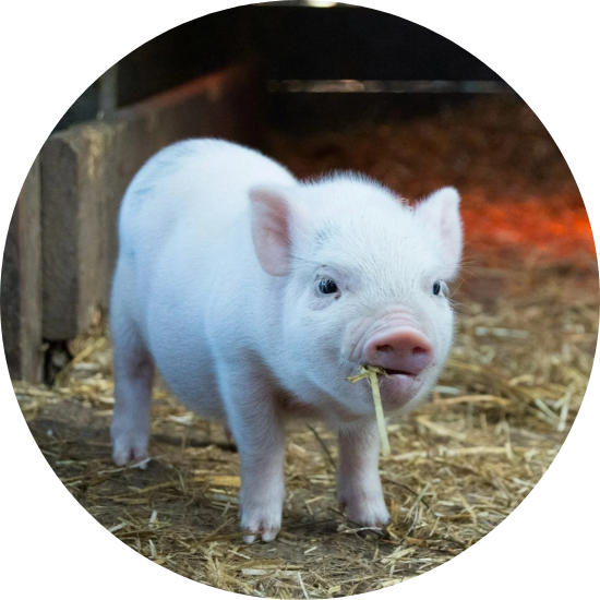 Growing Up at the Fair: An Investment in Young People