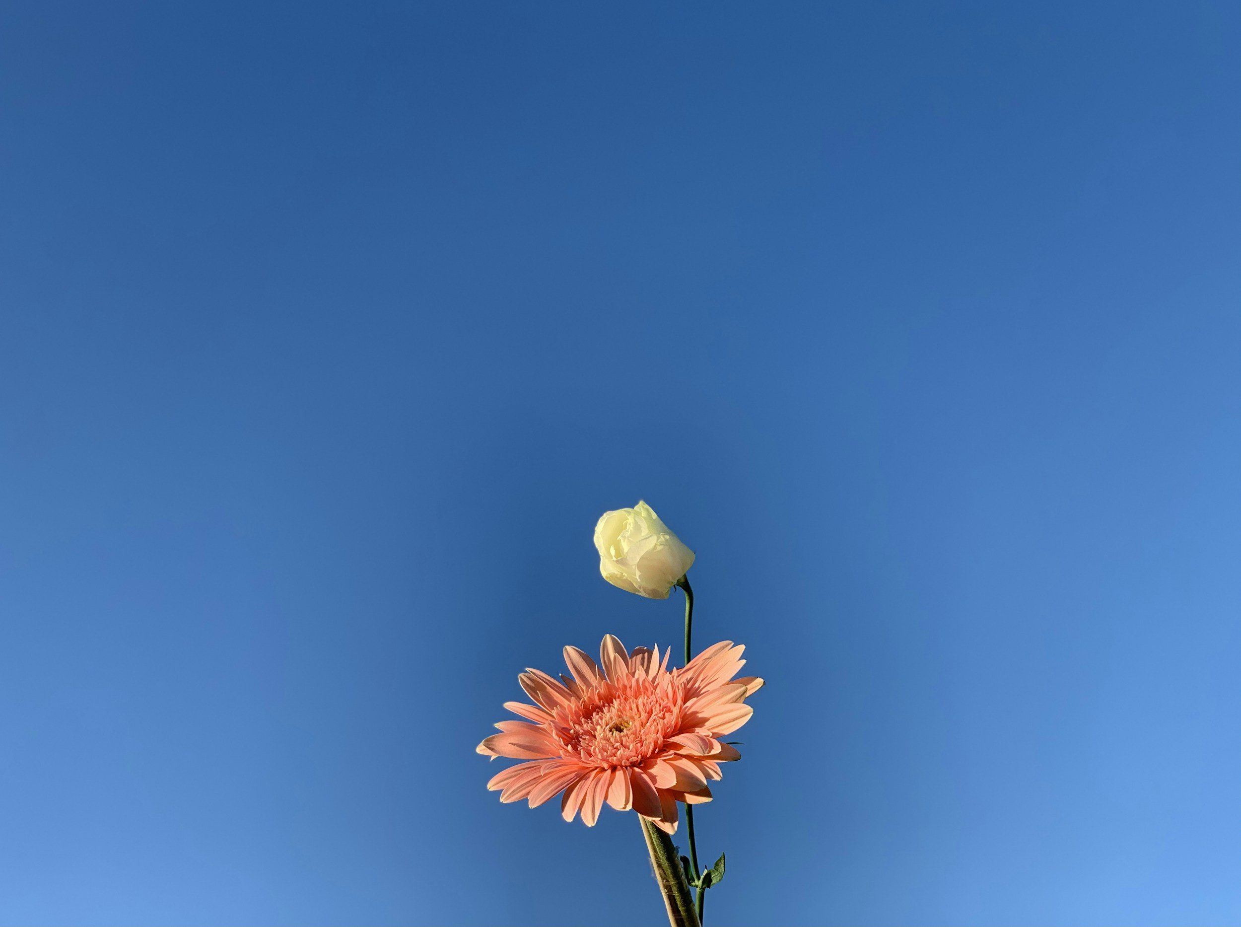 Soak in life, even the single flower you see on your walk.