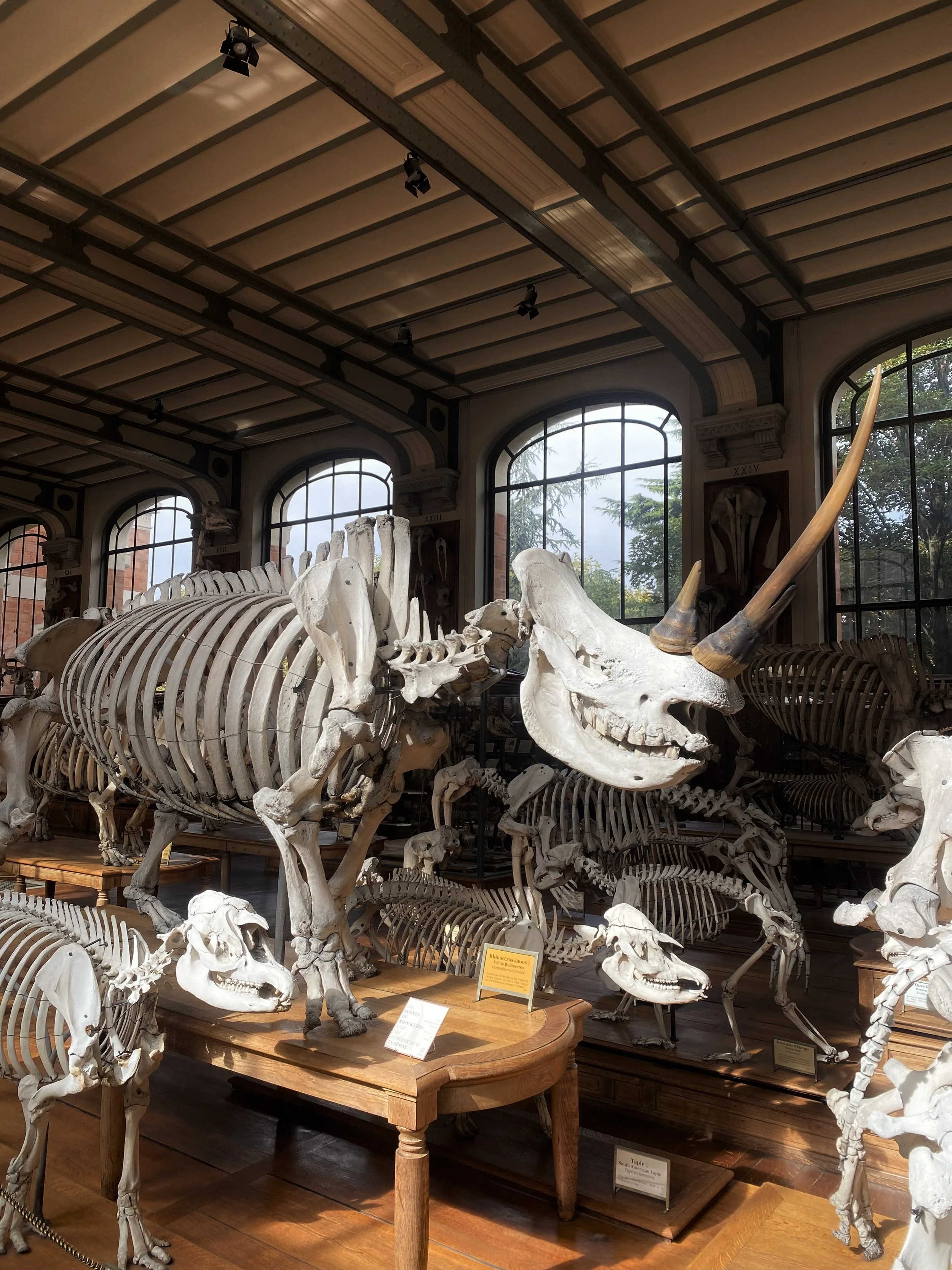 A room in a museum filled with large mounted skeletons of prehistoric animals. The skeletons include a rhinoceros and other large mammals. The room has high windows, ornate ceiling, and some informational plaques.