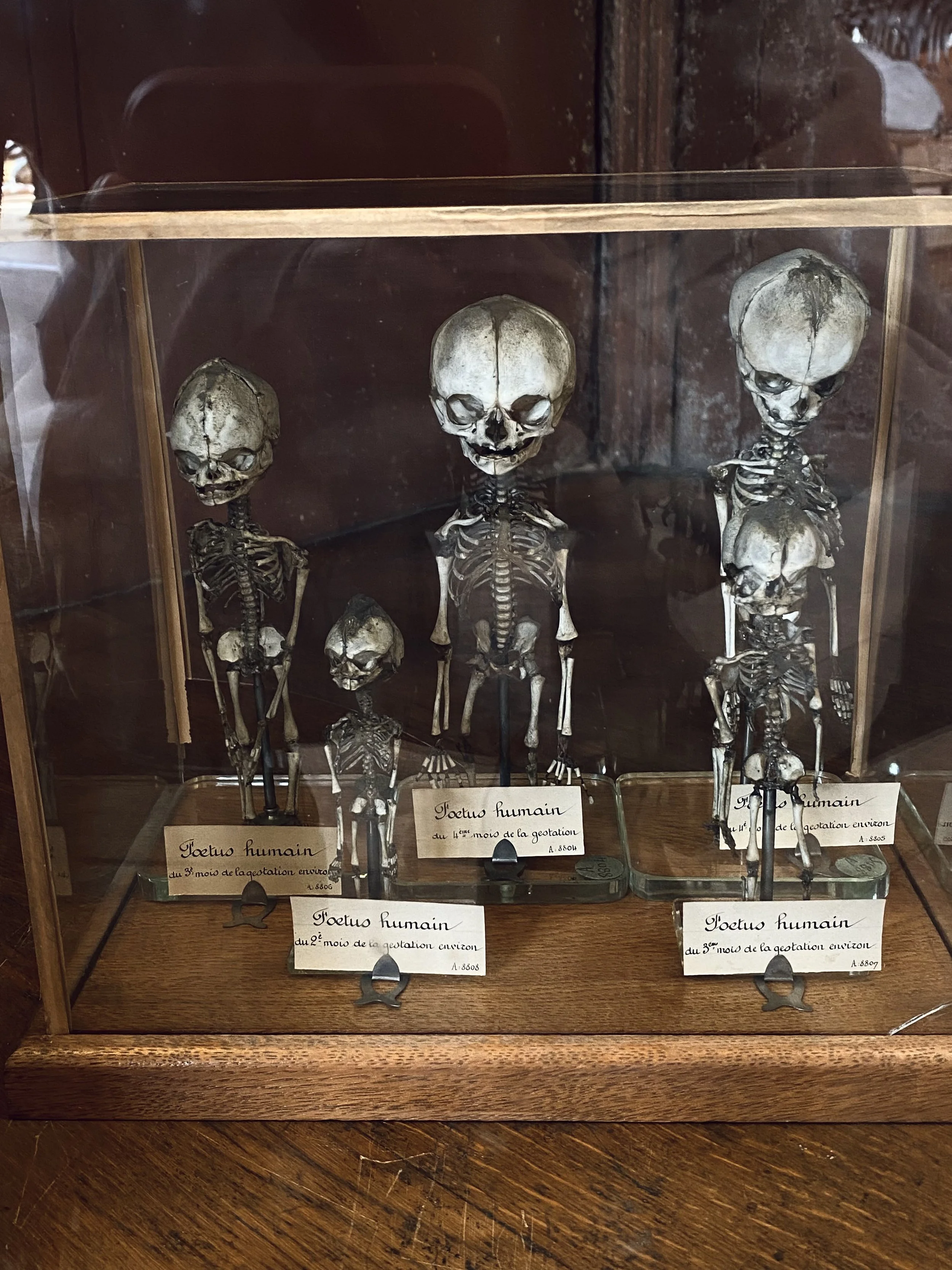 Display of several small skeletal models labeled 'Fœtus humain' in a glass case, each representing a different stage of fetal development, with handwritten labels in French indicating months of gestation.