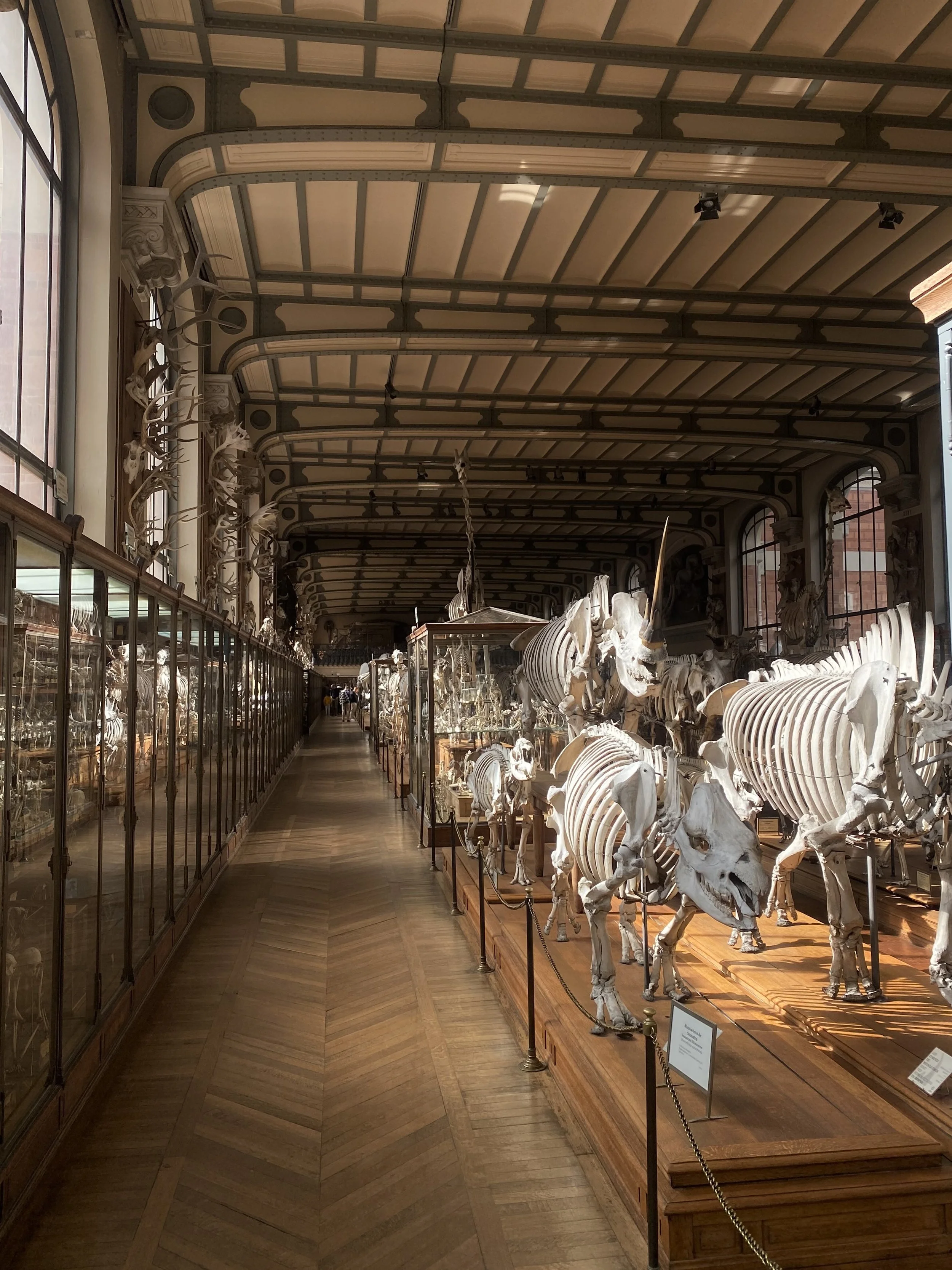 A museum exhibit hall displaying skeletons of large animals, with glass display cases on the left and skeletons arranged on the right along wooden platforms, high arched windows, and a patterned wooden floor.