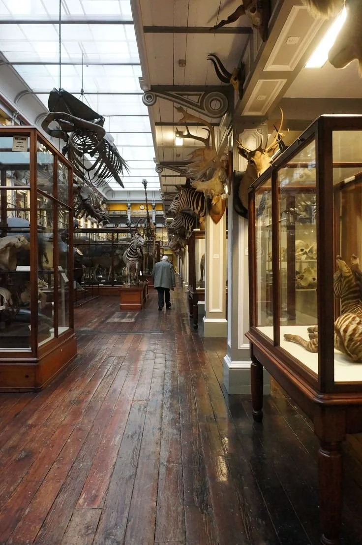 Paleotholongia Museum, Paris.