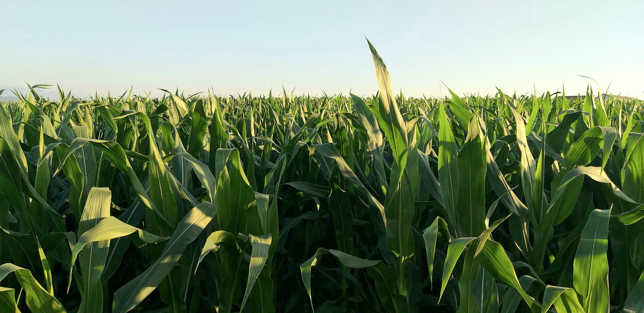 A vast green cornfield with tall corn plants under a clear sky, sunlight illuminating the leaves.