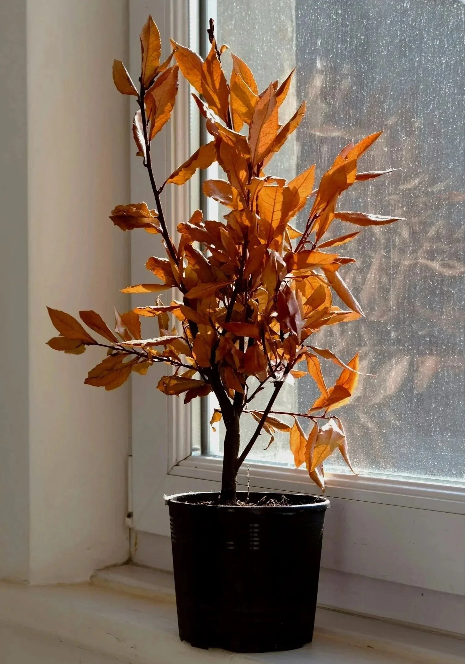 therapy for anxiety and depression