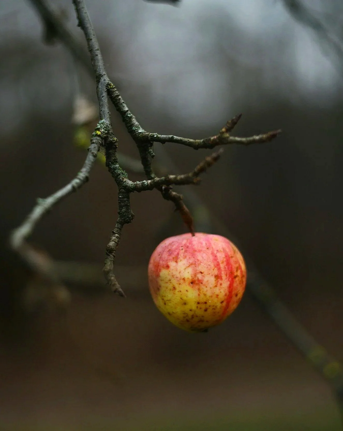 A small apple with red and yellow skin hanging from a thin tree branch.