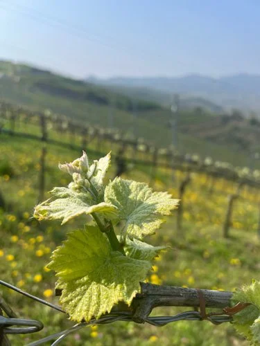 Close up of Grapevine