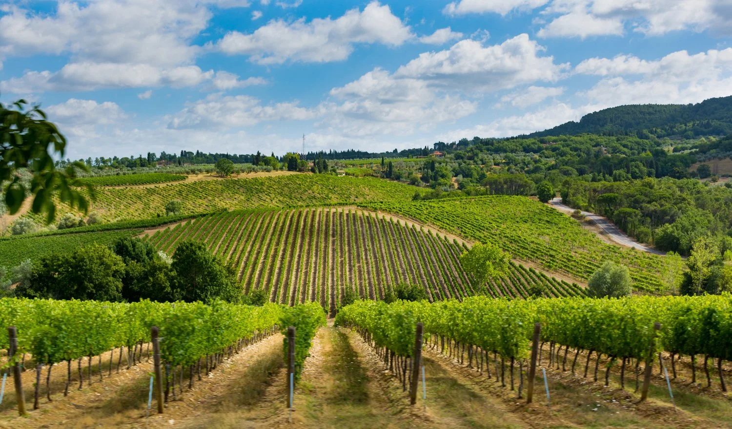 Wide View of Vineyard in Italy