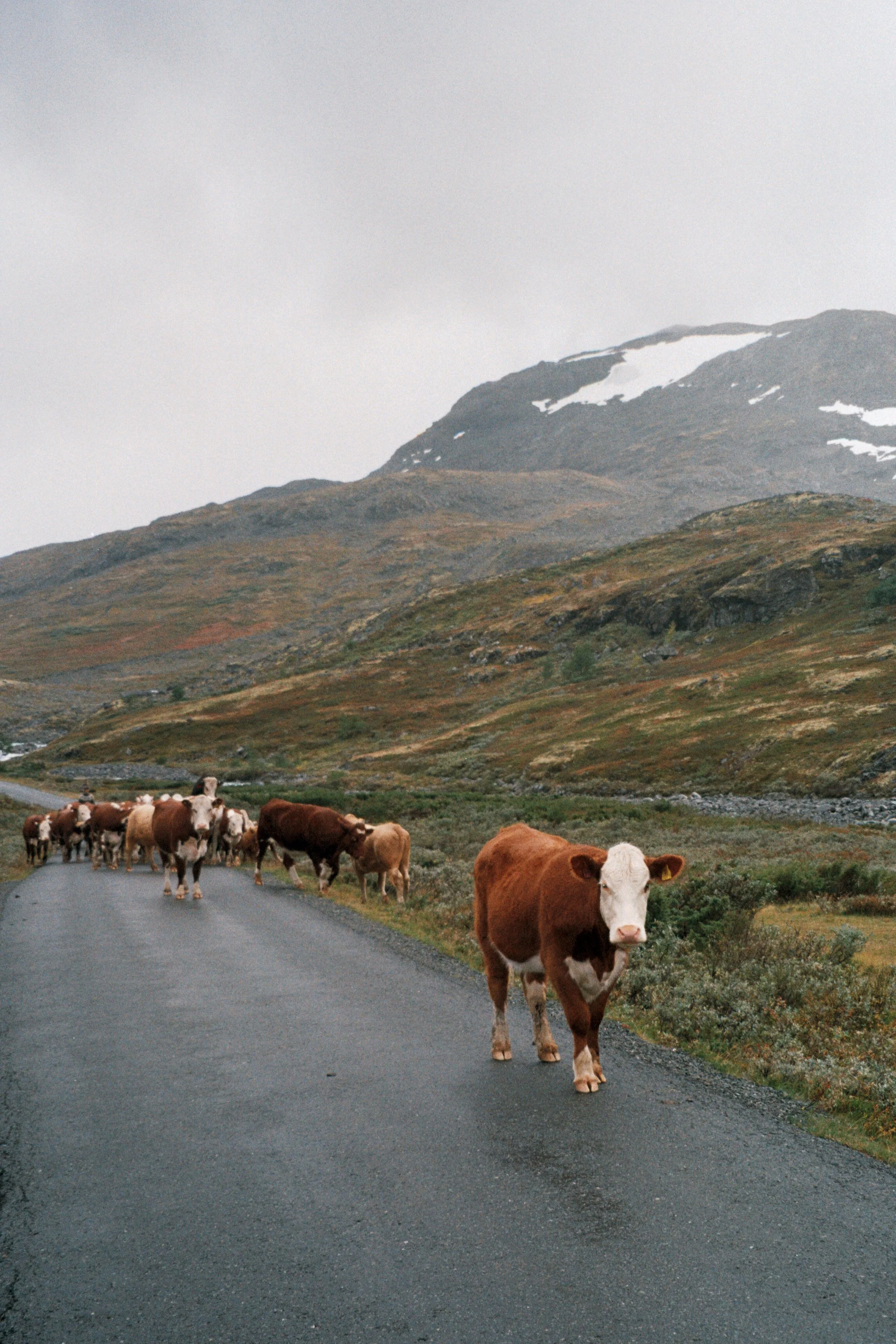 A herd of cows walking along a paved mountain road with rugged hills and snow patches in the background.