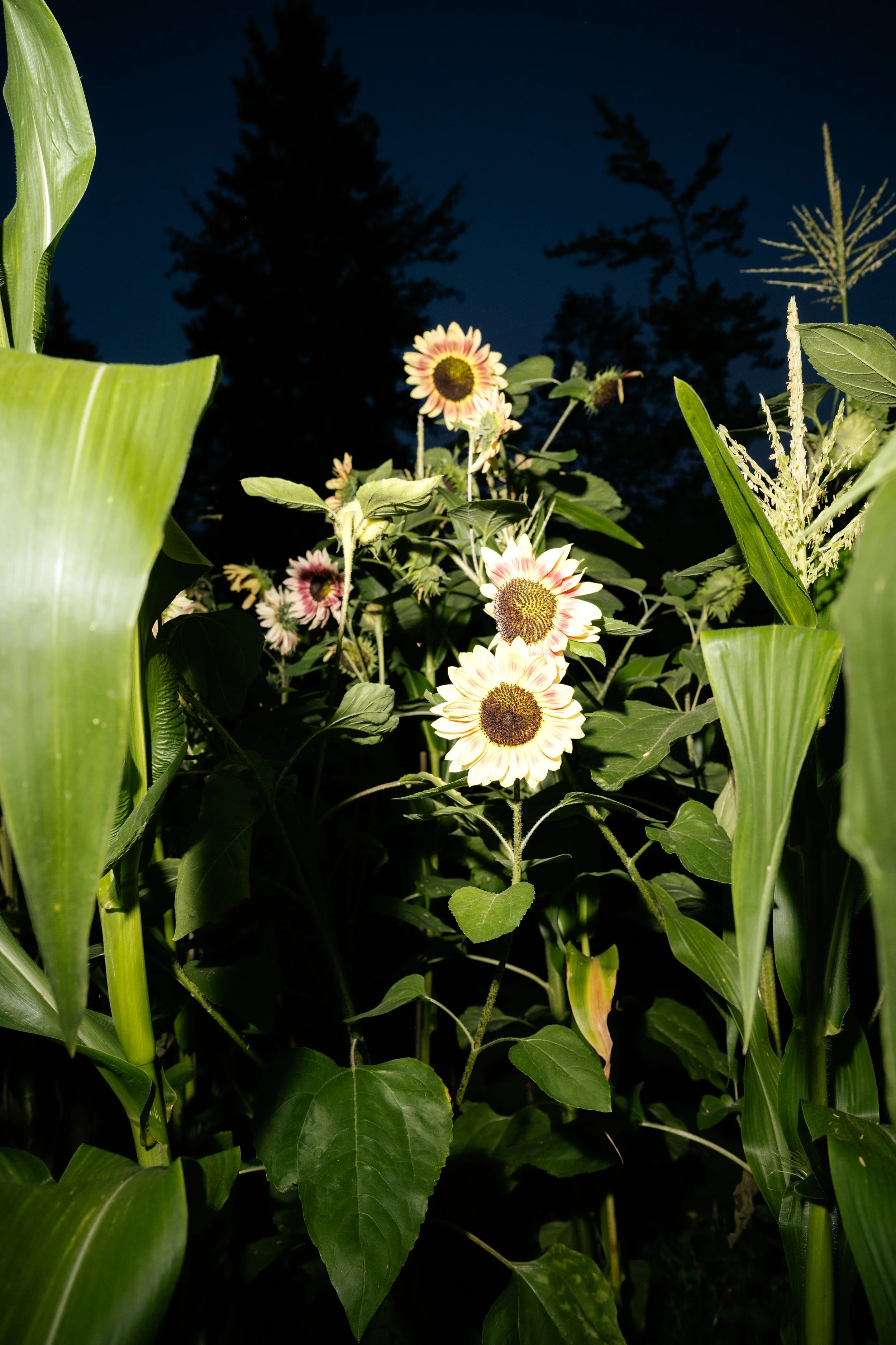 Sunflowers blooming among tall green corn plants against a dark night sky.