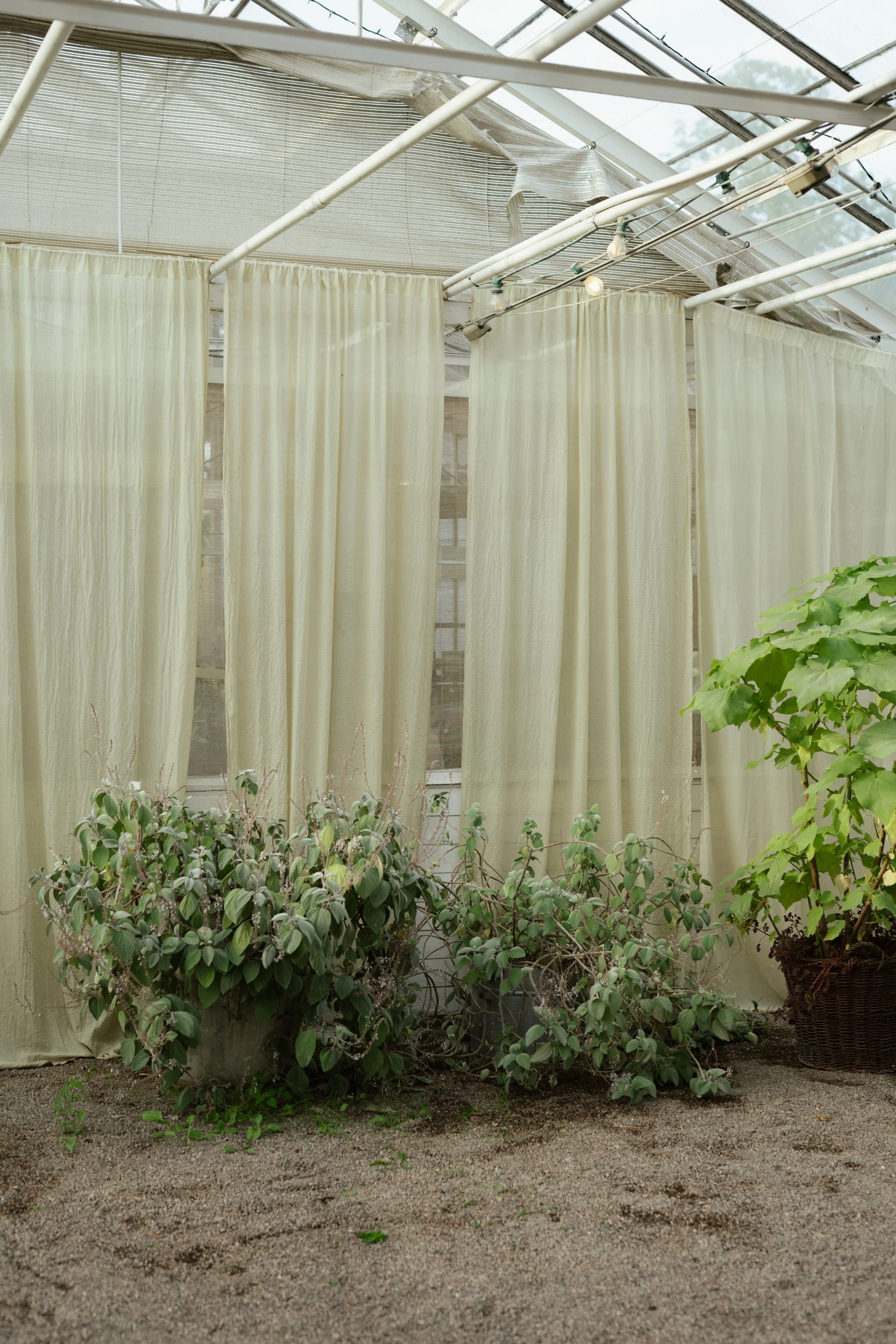 Interior of a greenhouse with pale yellow curtains, green plants in pots, and a gravel floor.