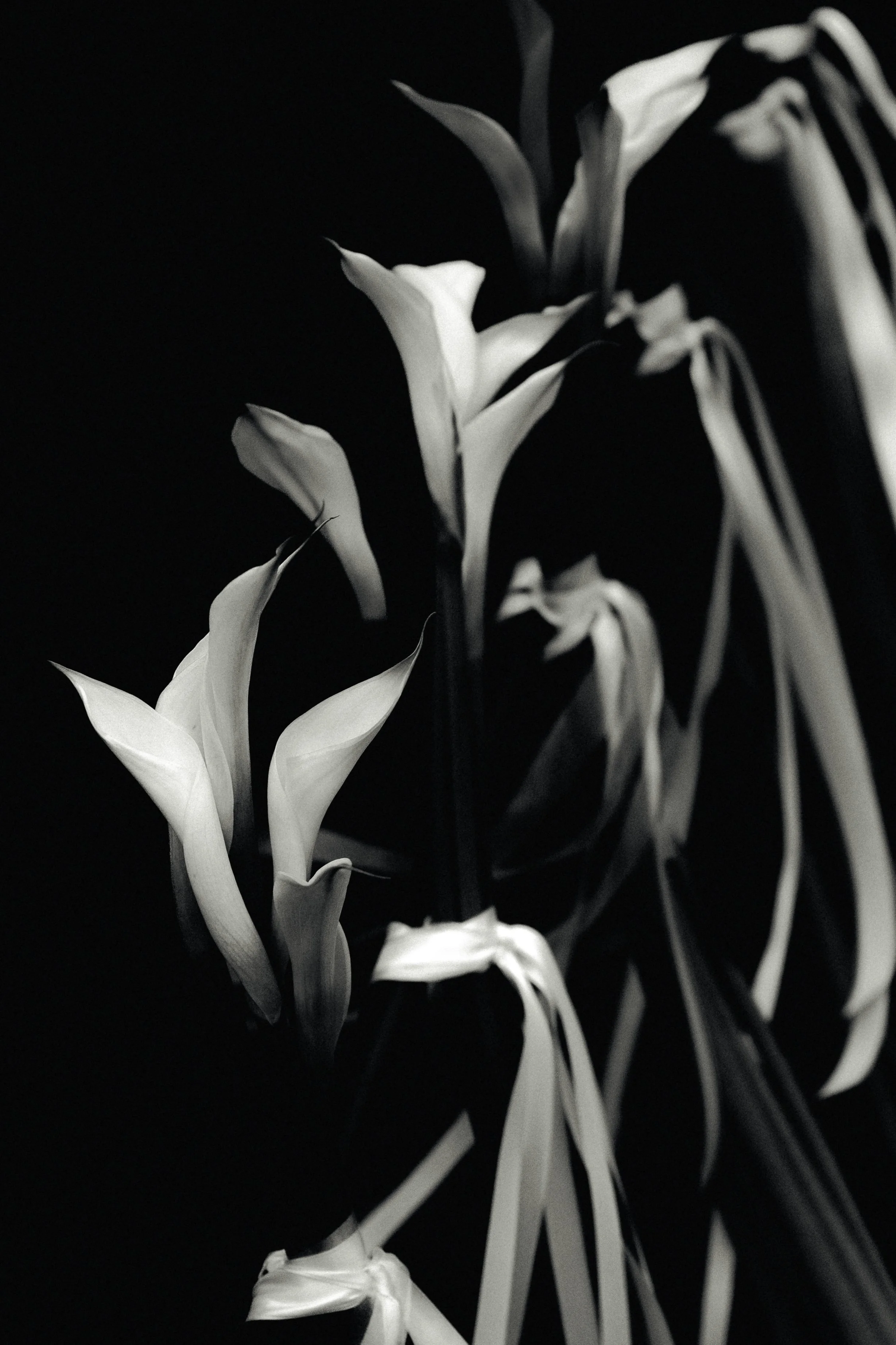 Black and white photograph of calla lilies with pale petals and dark stems, arranged against a dark background.