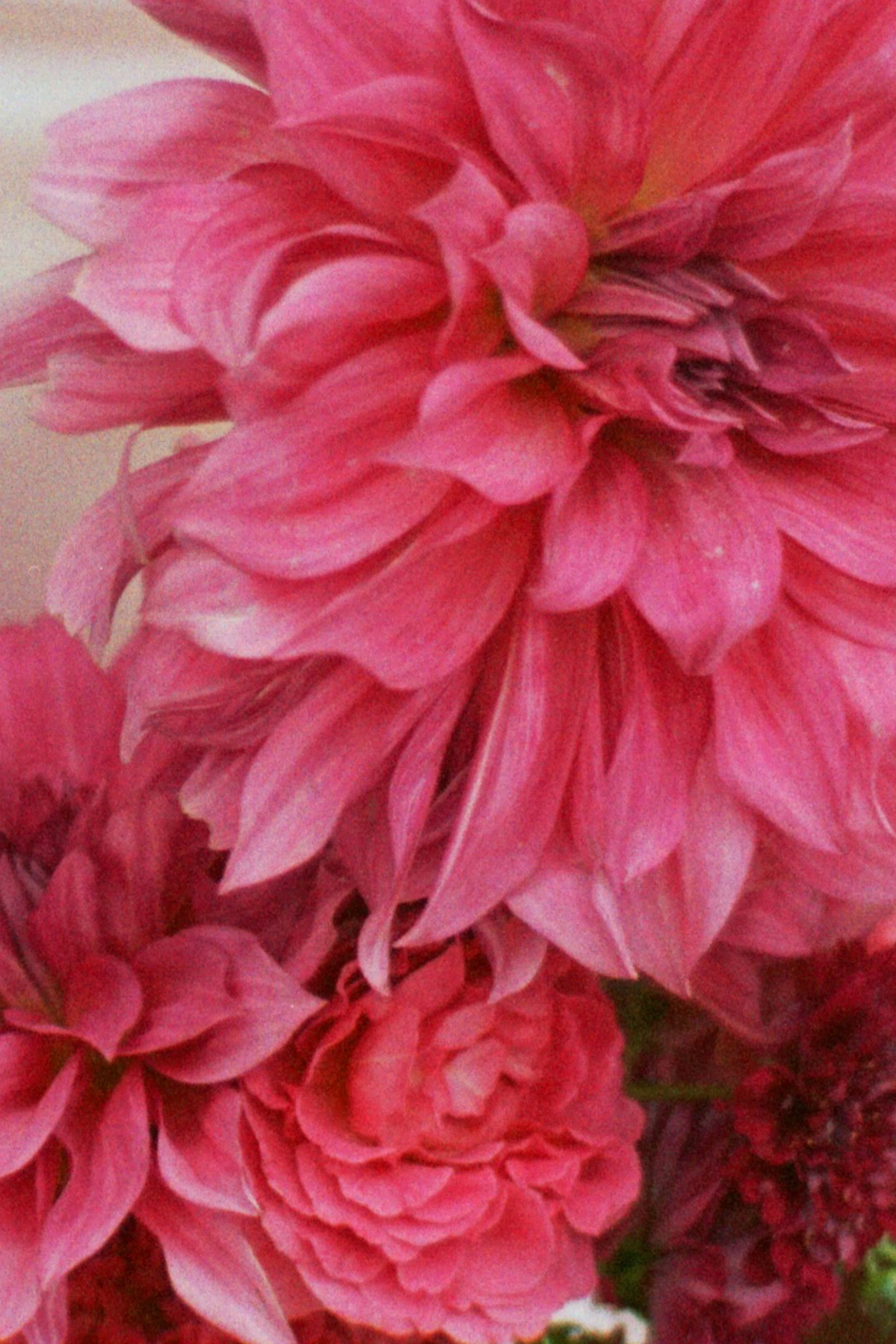 Close-up of pink dahlias with layered petals.