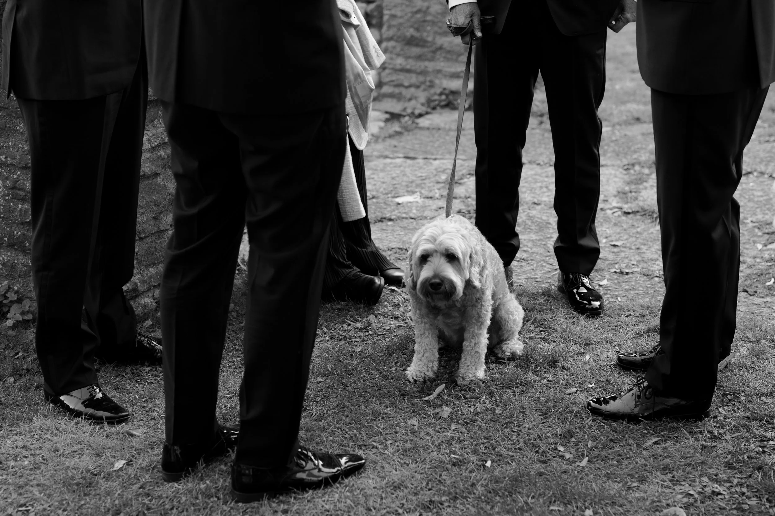 Group of people in formal attire standing on grass, with a dog on a leash sitting between them.