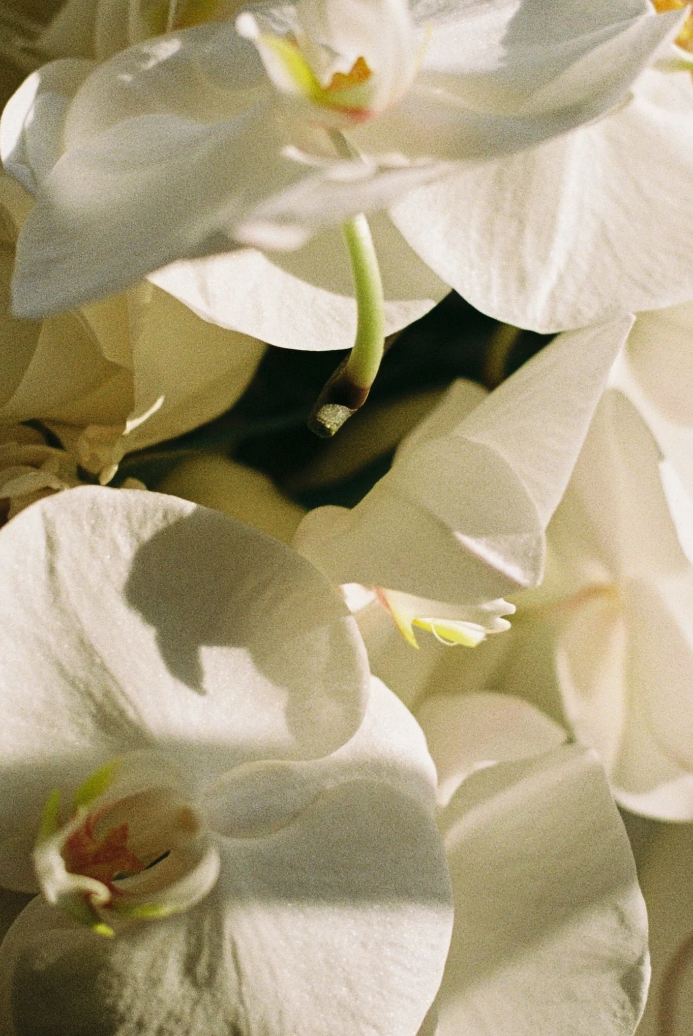 Close-up of white orchid flowers with soft lighting and shadows.
