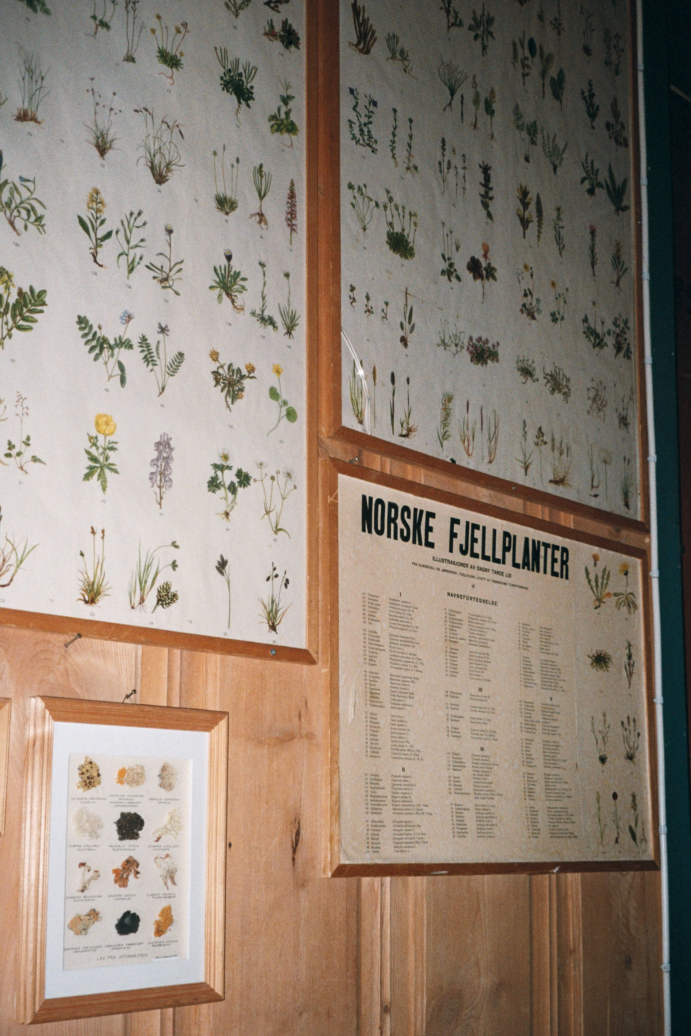 Wall display of various illustrations of Norwegian alpine plants, with a large label "Norske Fjellplanter" and a numbered list, accompanied by a smaller picture of different plant specimens.