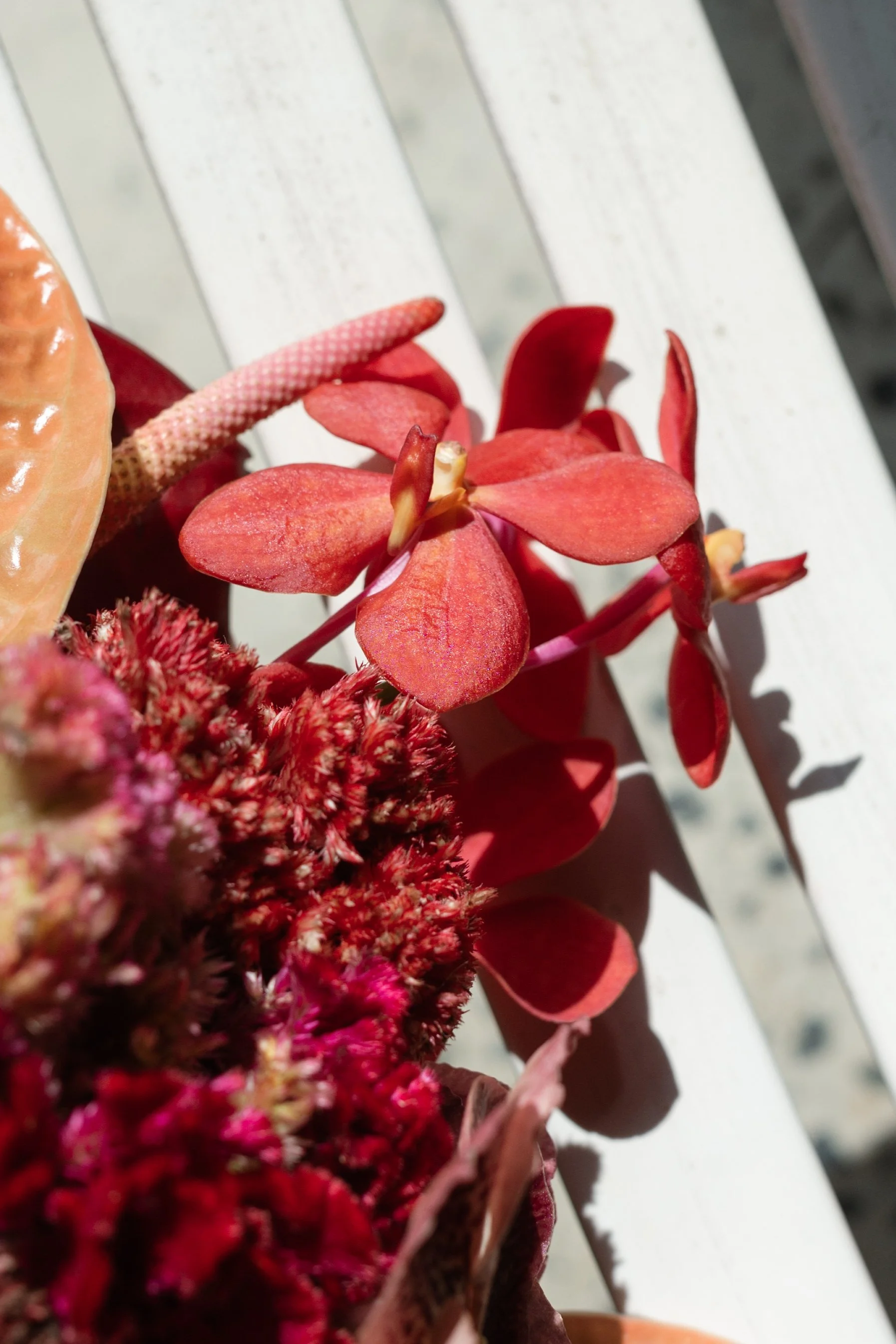 Close-up of red and orange flowers on a white bench outdoors.