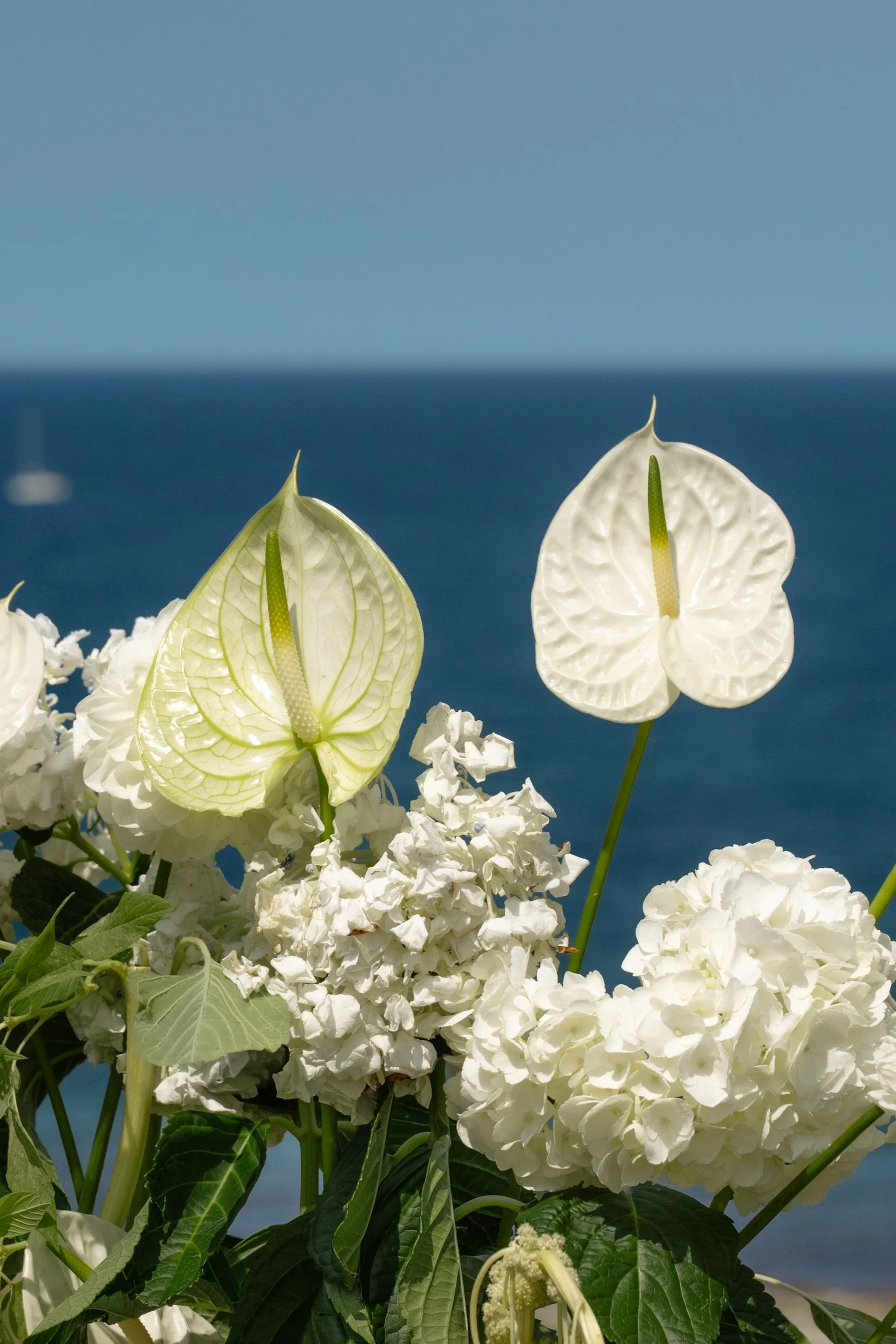 White anthurium and hydrangea flowers against a blue ocean and sky background.