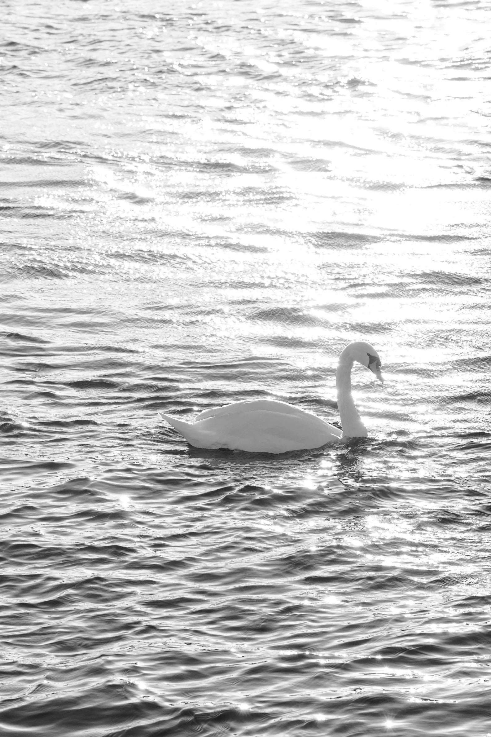 A swan swimming on a body of water with sunlight reflecting off the surface.