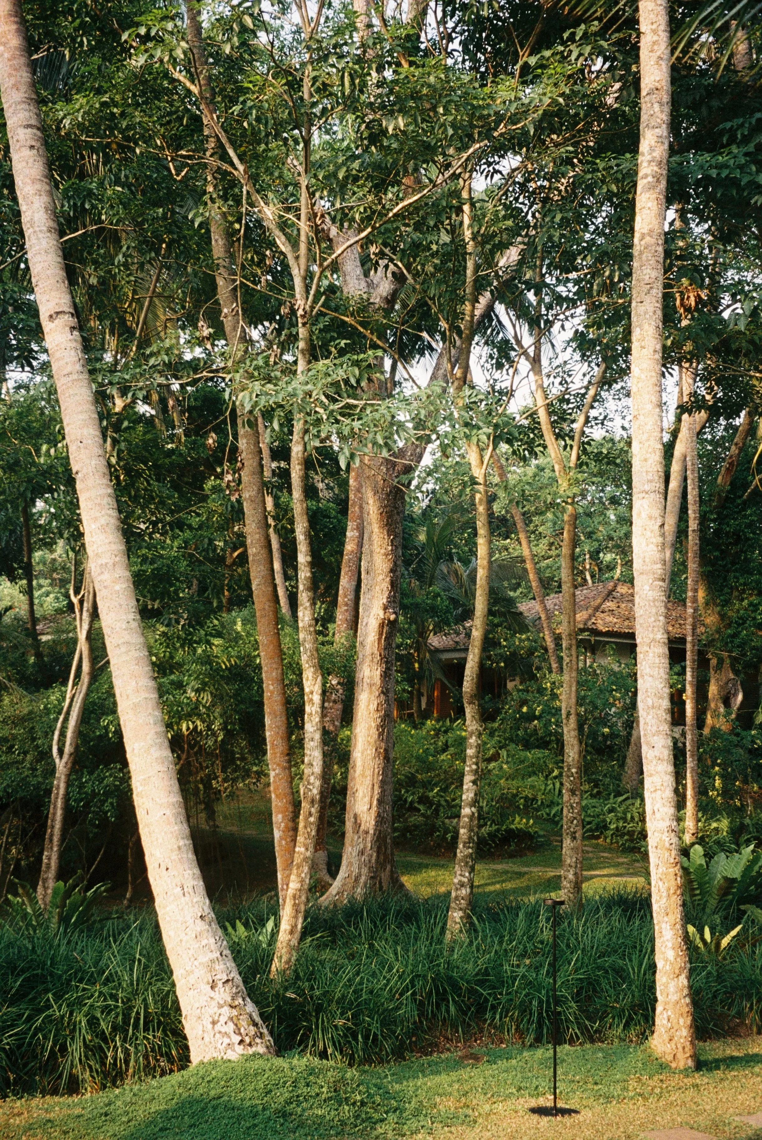Tropical garden scene with tall trees, lush green plants, and a hut with a thatched roof in the background.