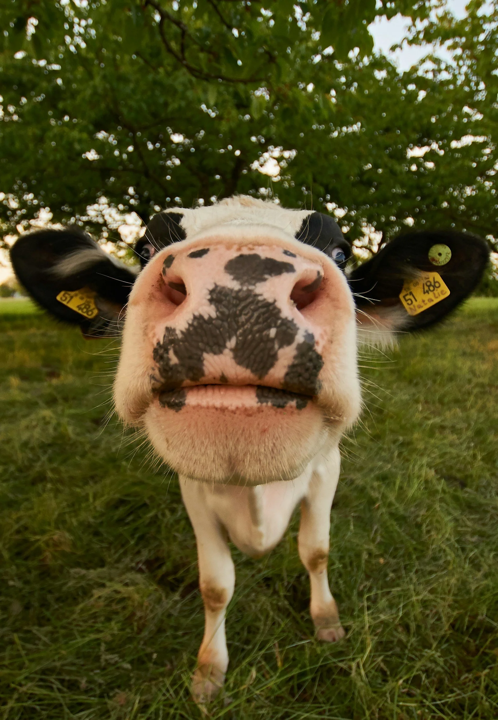 Primer plano de una vaca con manchas negras y blancas en el hocico, en un campo con árboles al fondo.