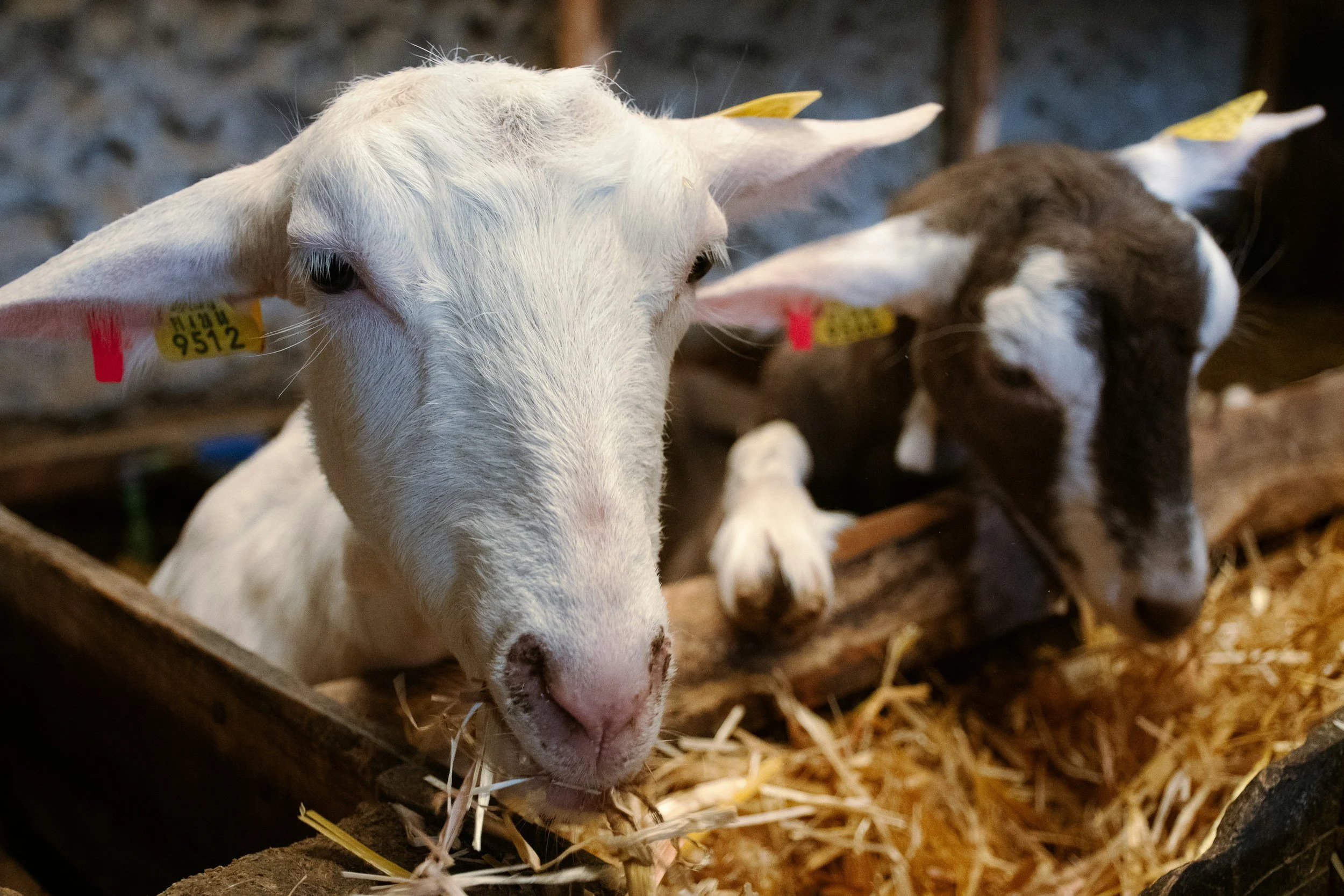 Dos cabras en un establo, una comiendo heno y otra mirando hacia abajo.